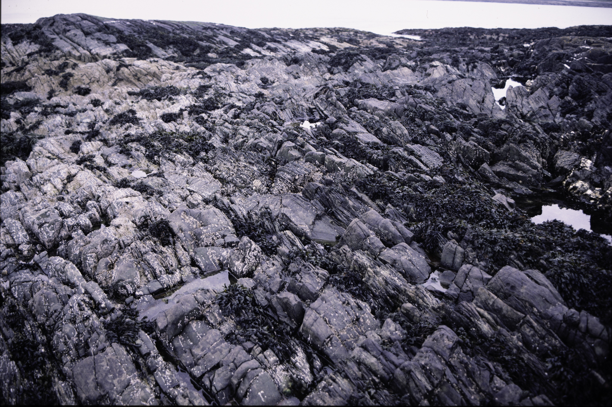 . Site: Craiglewey, SE Coast. 