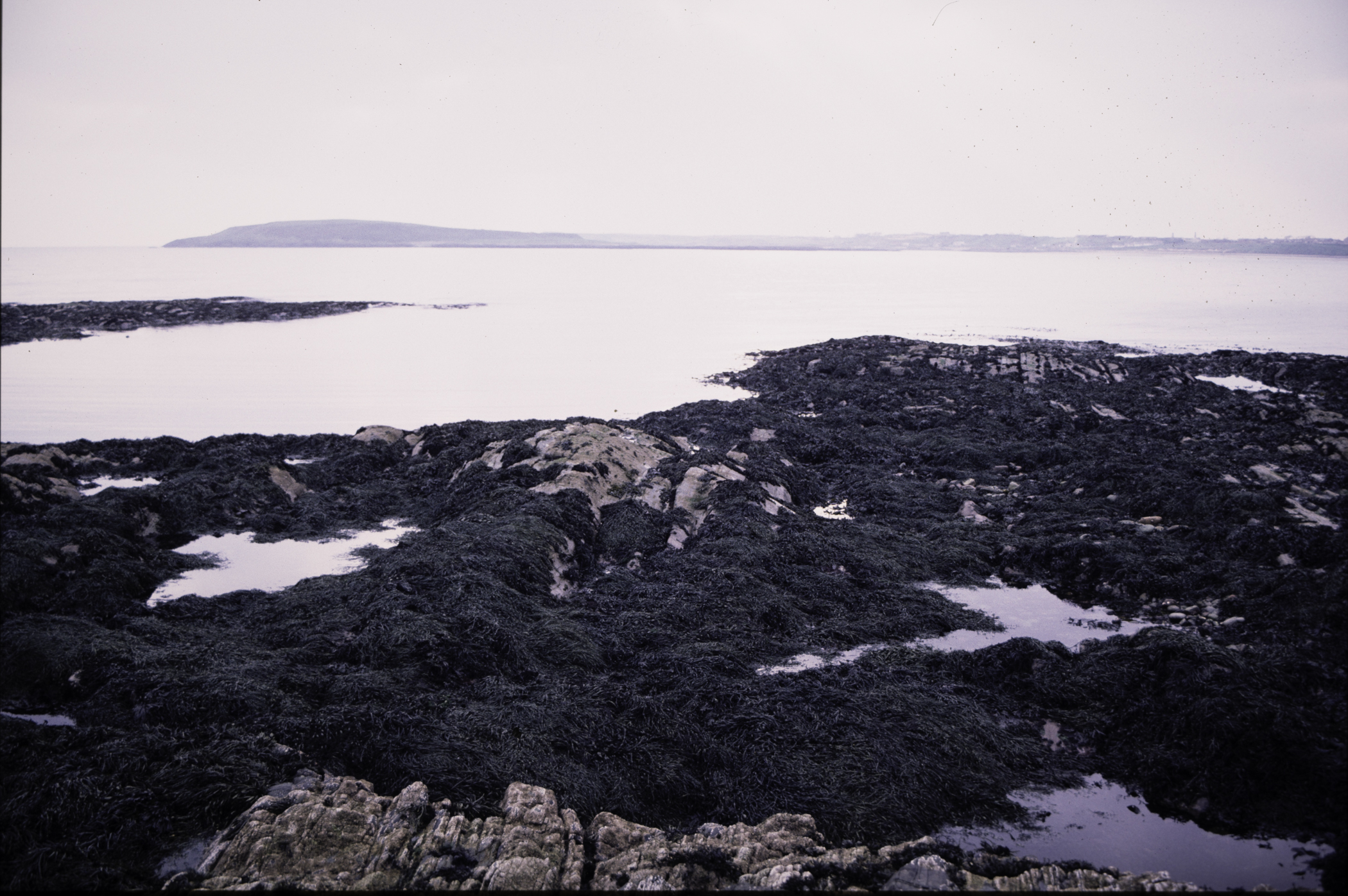 . Site: Craiglewey, SE Coast. 