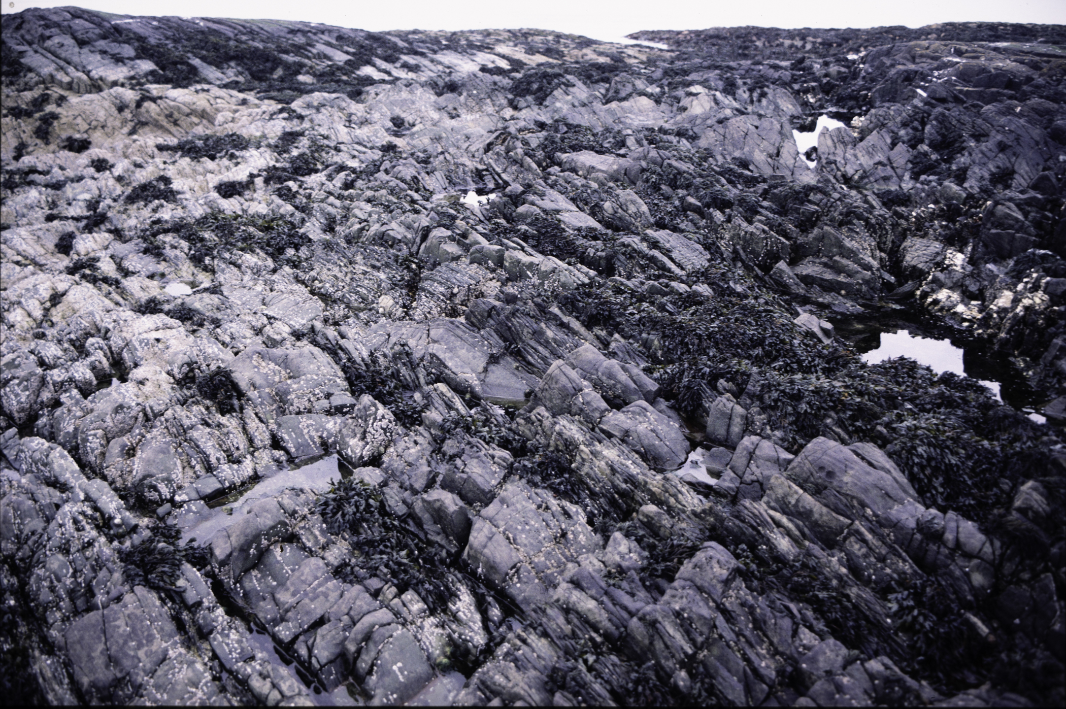 . Site: Craiglewey, SE Coast. 