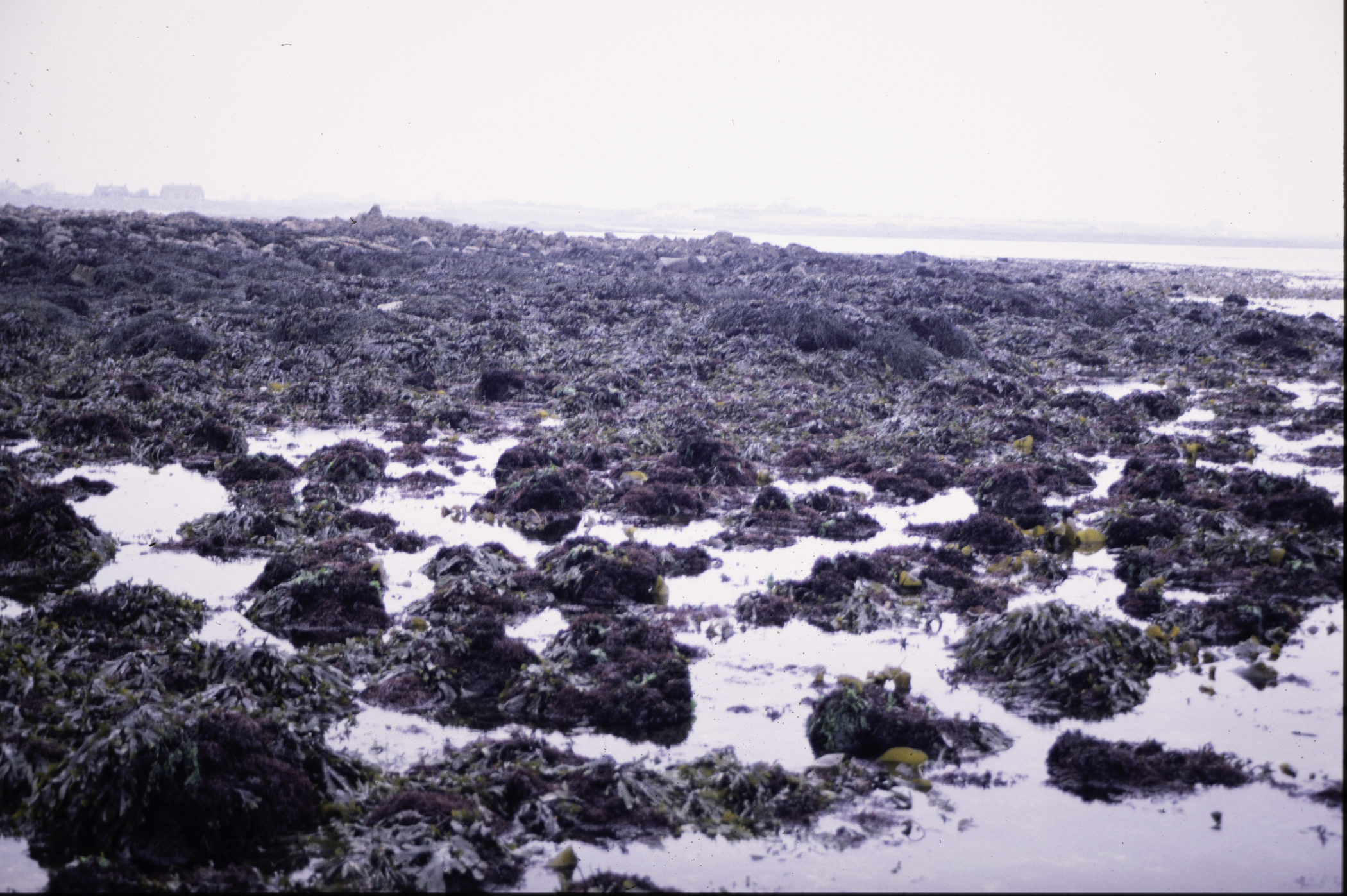 . Site: Mill Quarter Bay (boulders), Strangford Lough. 