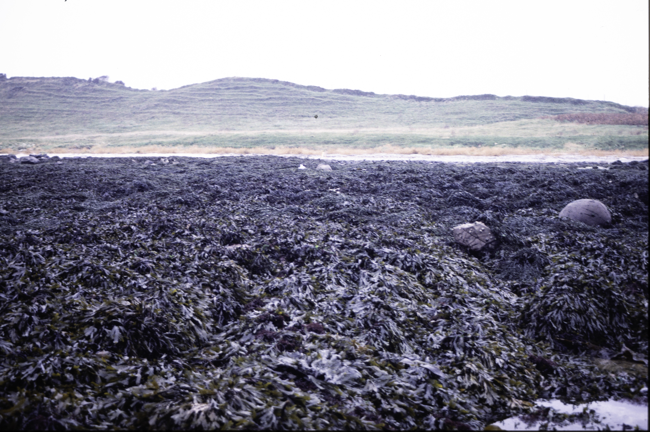 . Site: Mill Quarter Bay (boulders), Strangford Lough. 