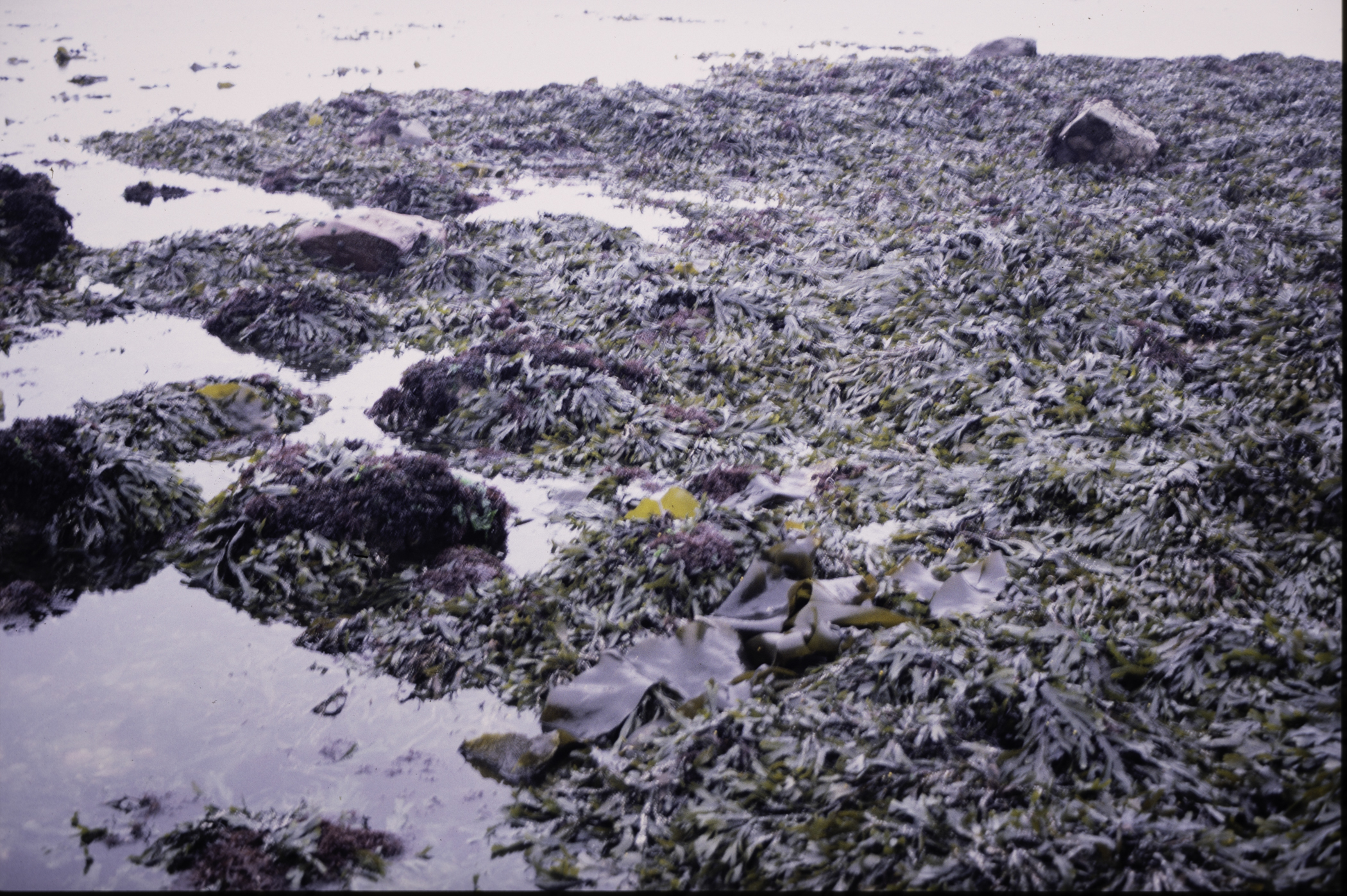 . Site: Mill Quarter Bay (boulders), Strangford Lough. 