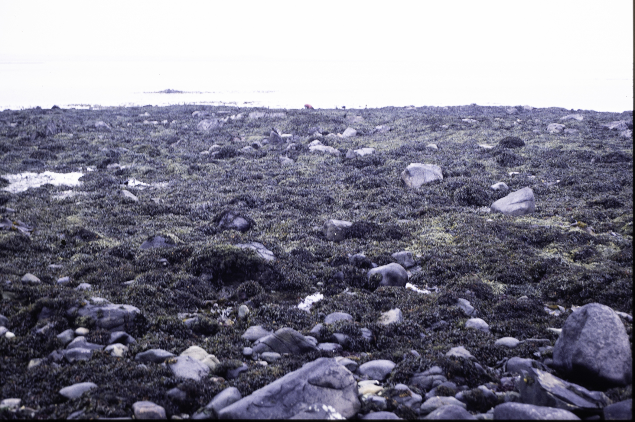 . Site: Mill Quarter Bay (boulders), Strangford Lough. 