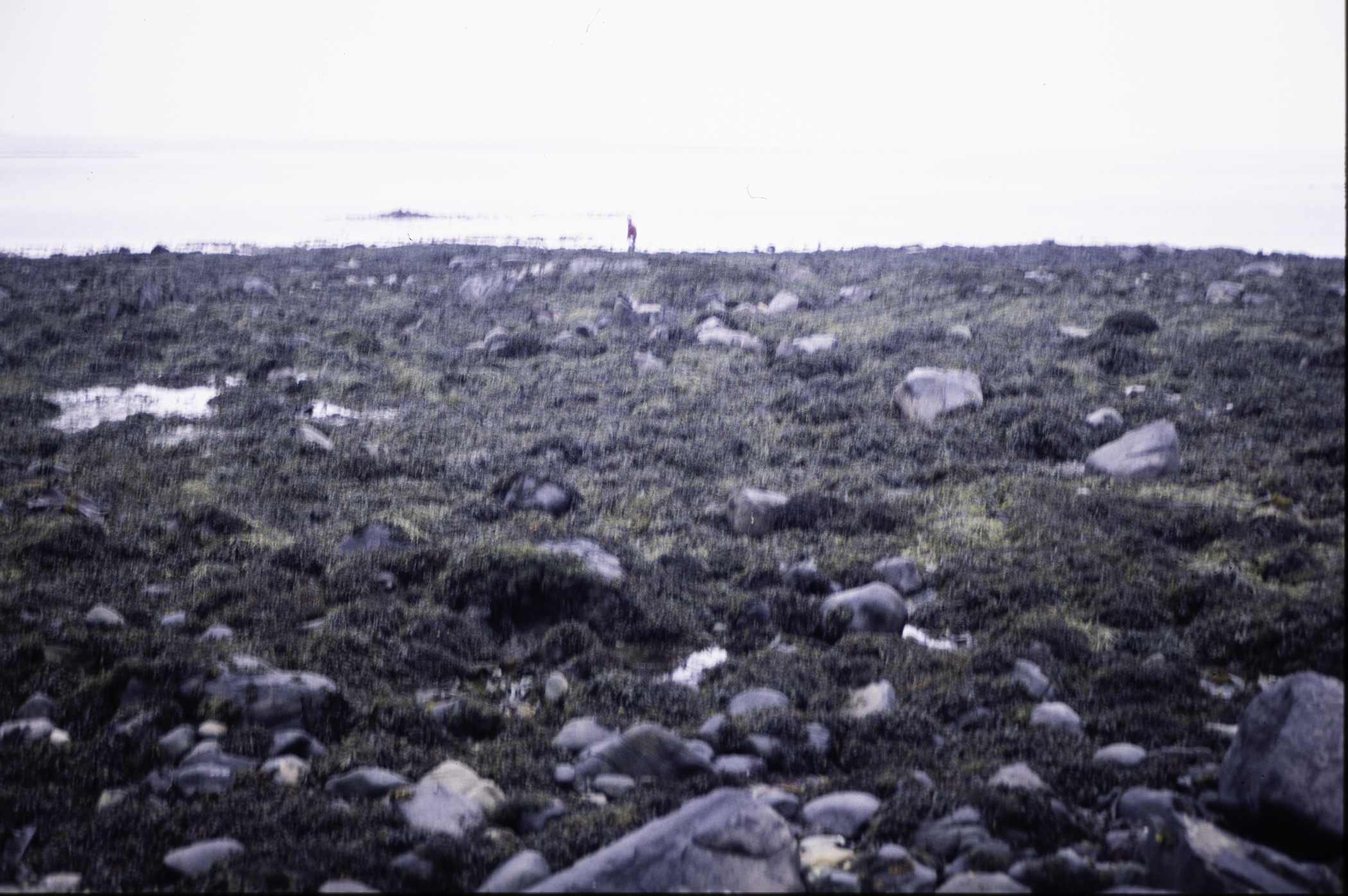 . Site: Mill Quarter Bay (boulders), Strangford Lough. 