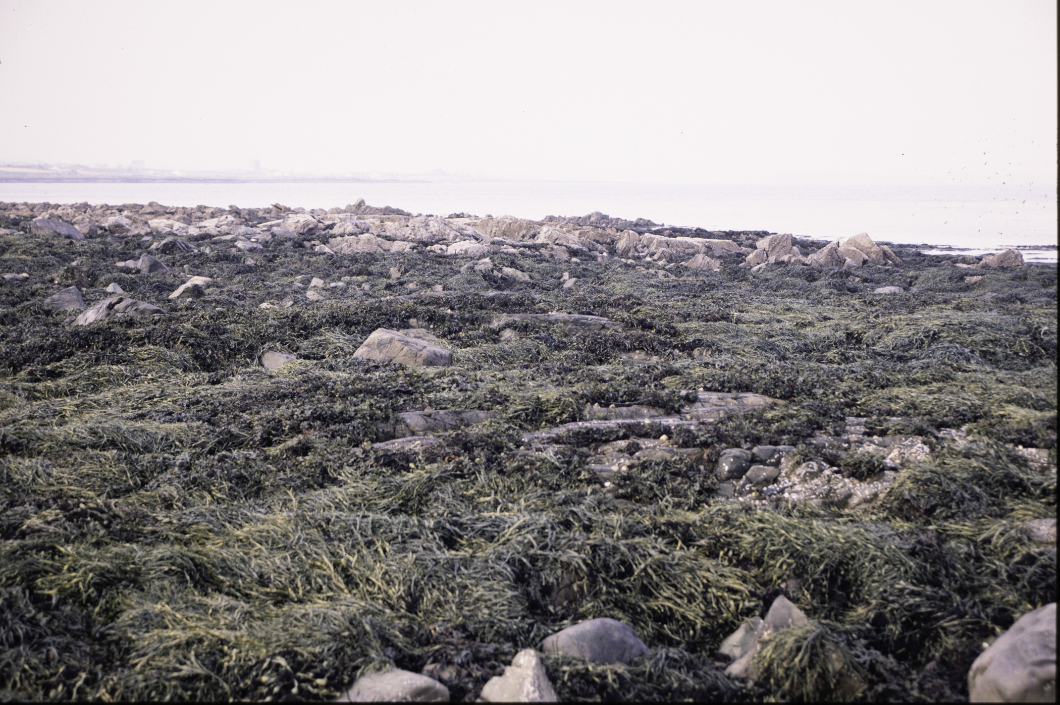 . Site: Mill Quarter Bay (boulders), Strangford Lough. 