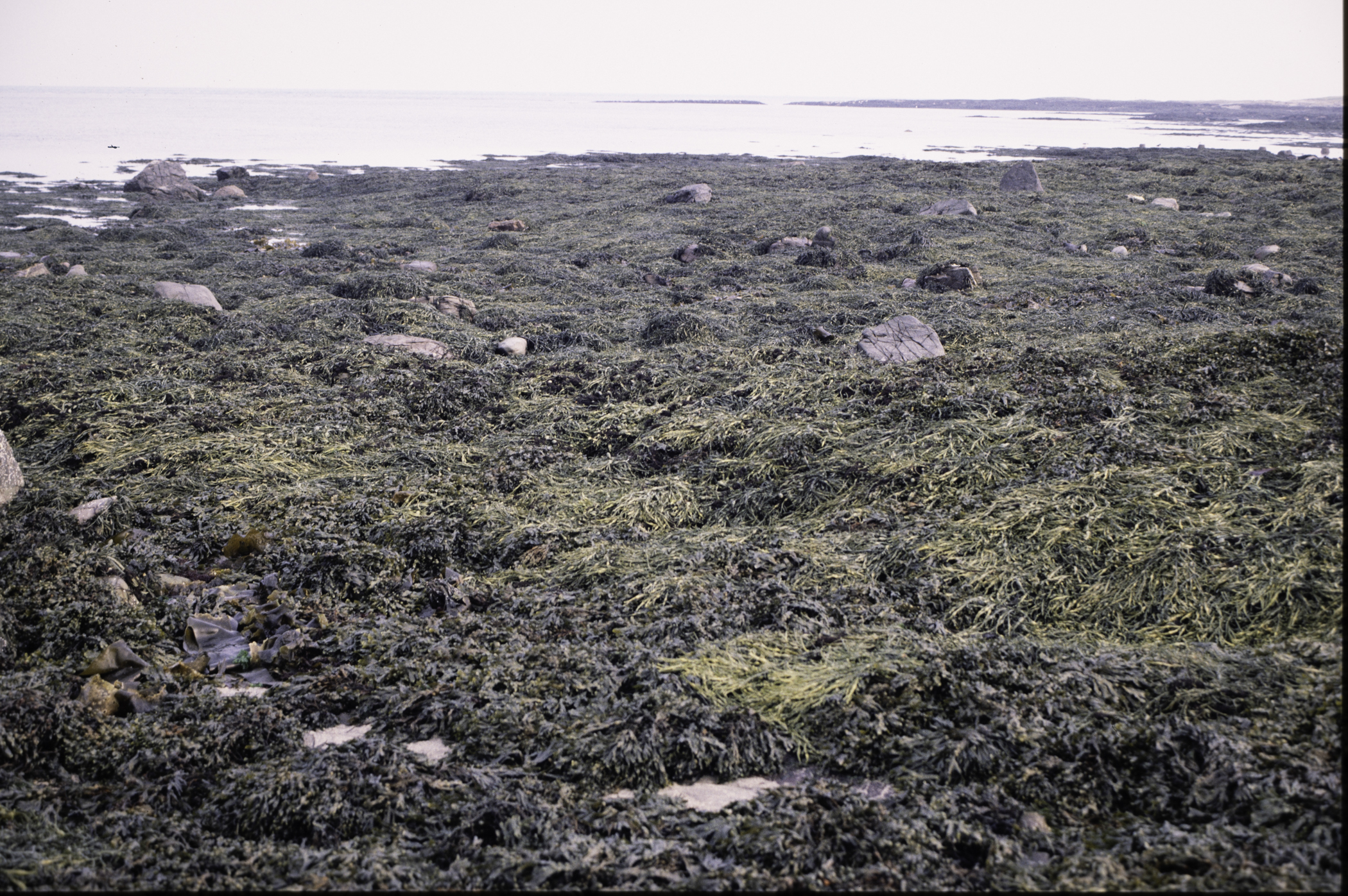 . Site: Mill Quarter Bay (boulders), Strangford Lough. 