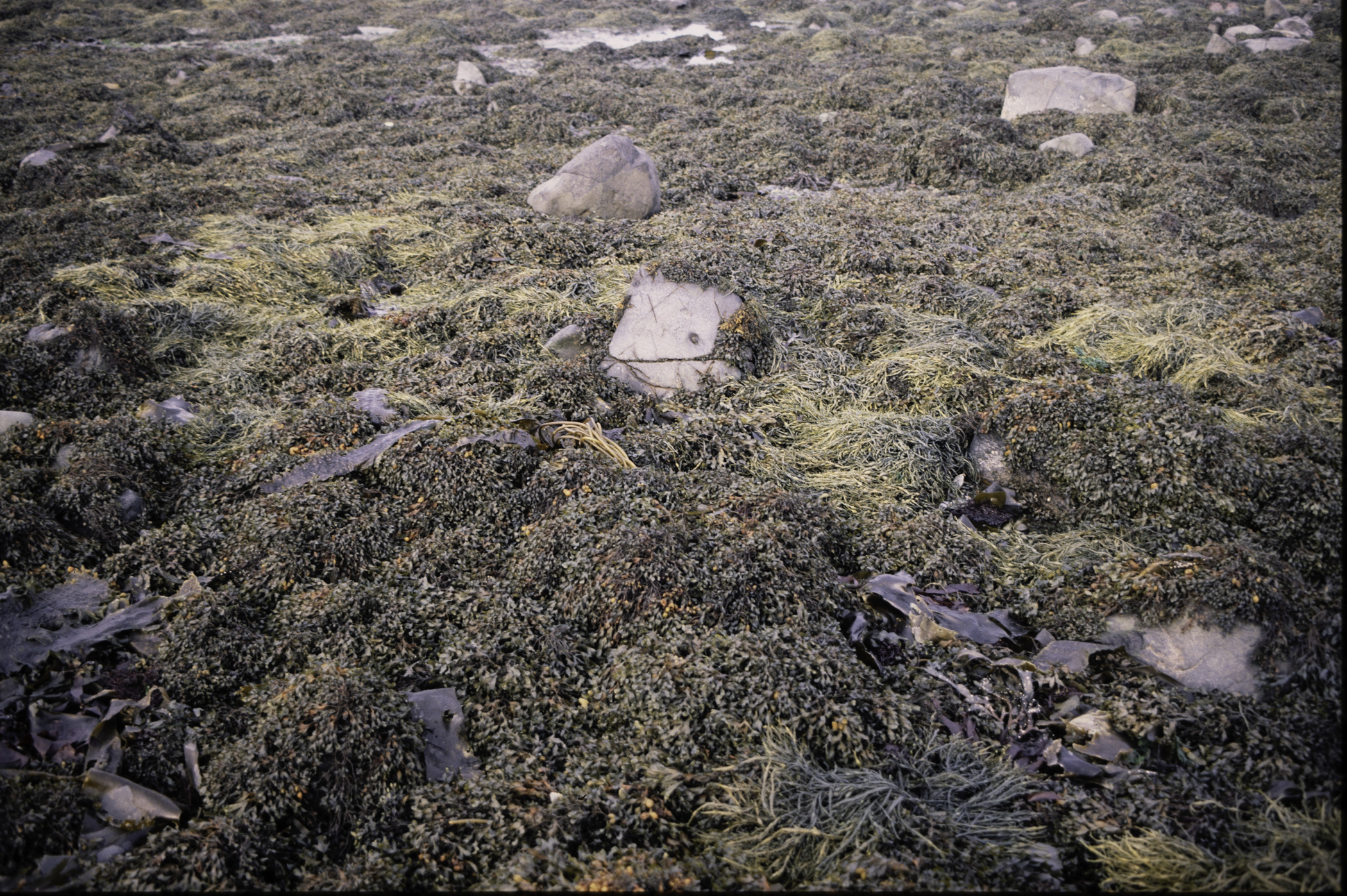 . Site: Mill Quarter Bay (boulders), Strangford Lough. 