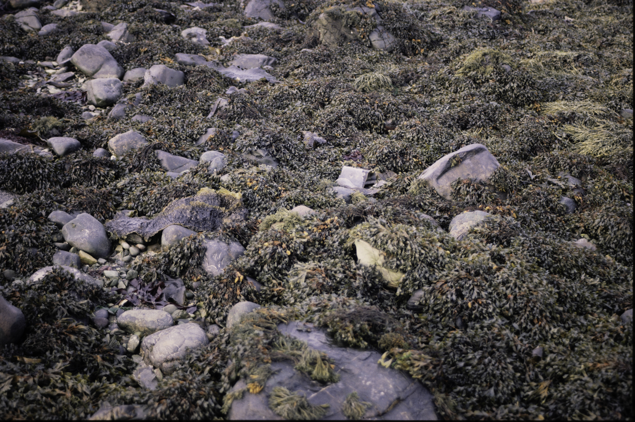 . Site: Mill Quarter Bay (boulders), Strangford Lough. 