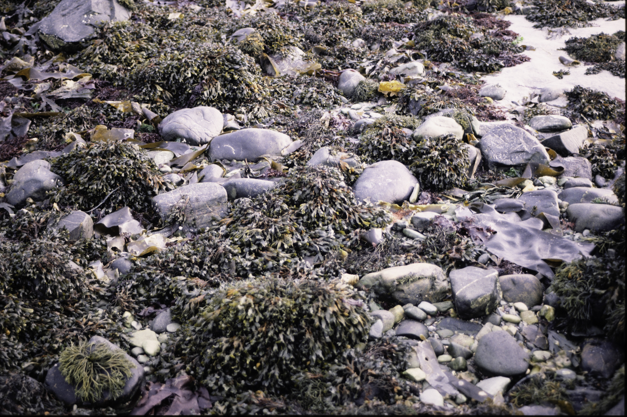 . Site: Mill Quarter Bay (boulders), Strangford Lough. 