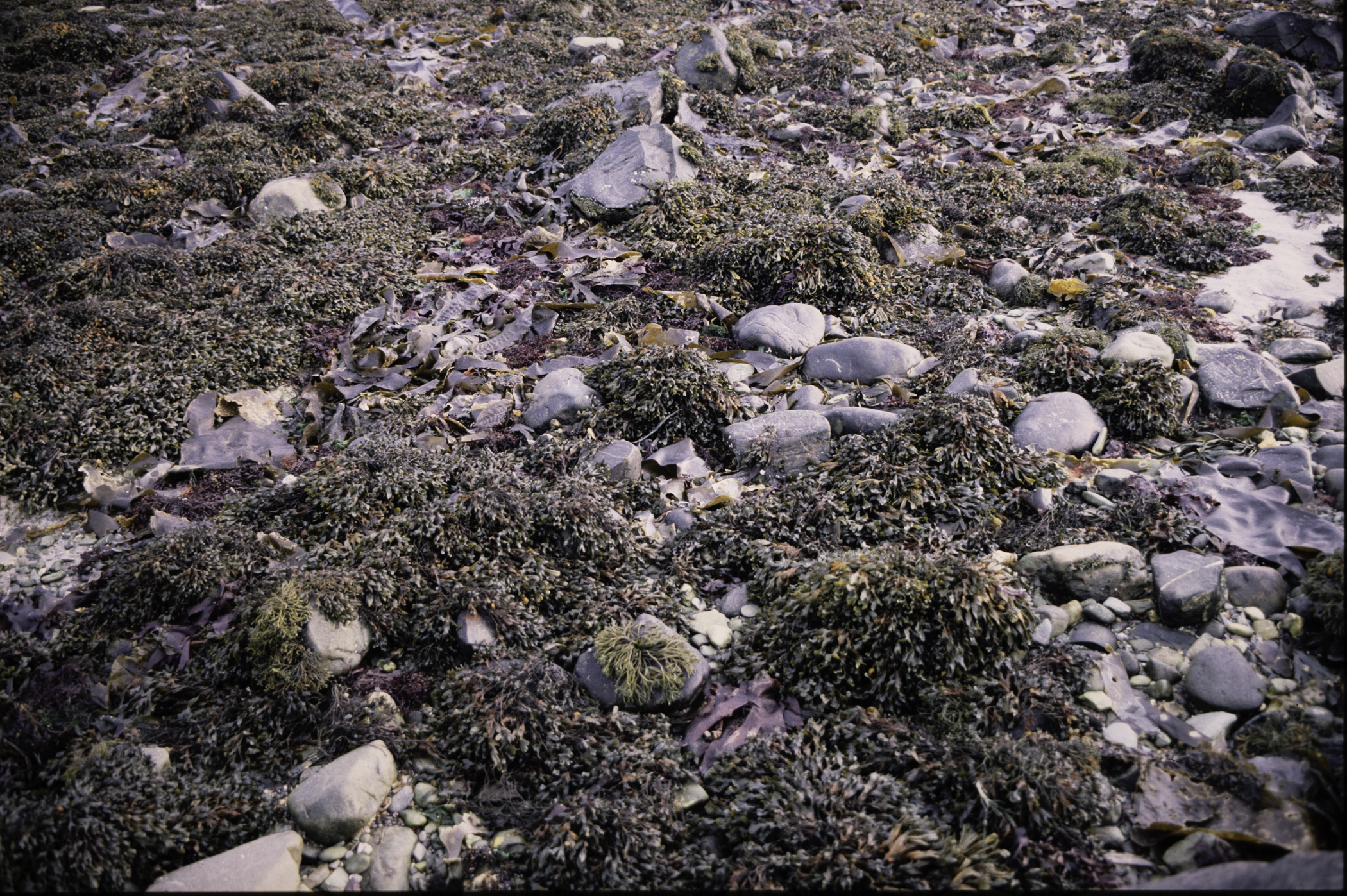 . Site: Mill Quarter Bay (boulders), Strangford Lough. 