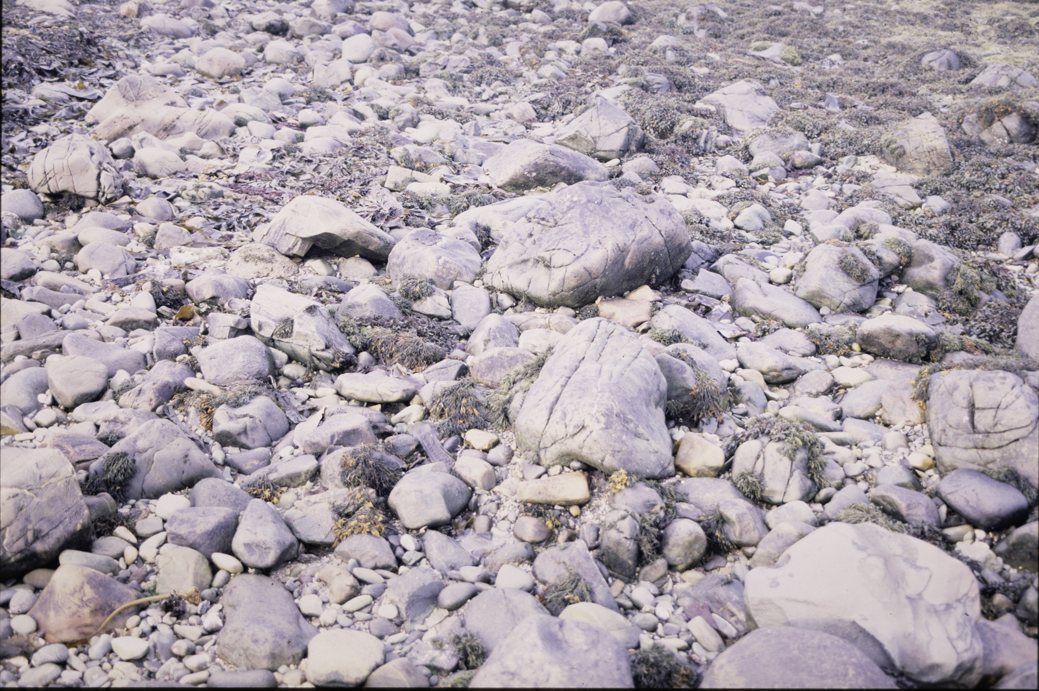 . Site: Mill Quarter Bay (boulders), Strangford Lough. 