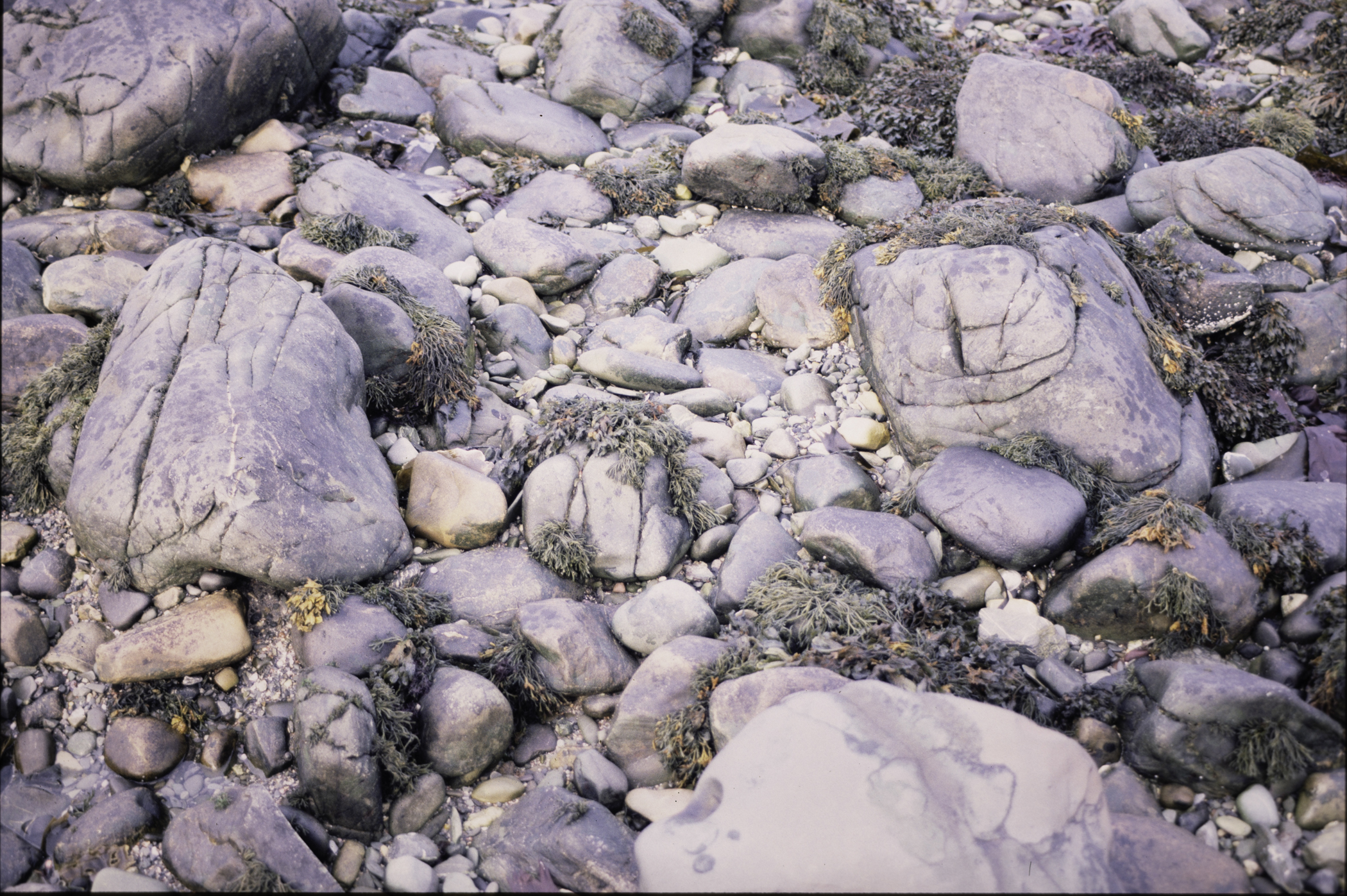 . Site: Mill Quarter Bay (boulders), Strangford Lough. 