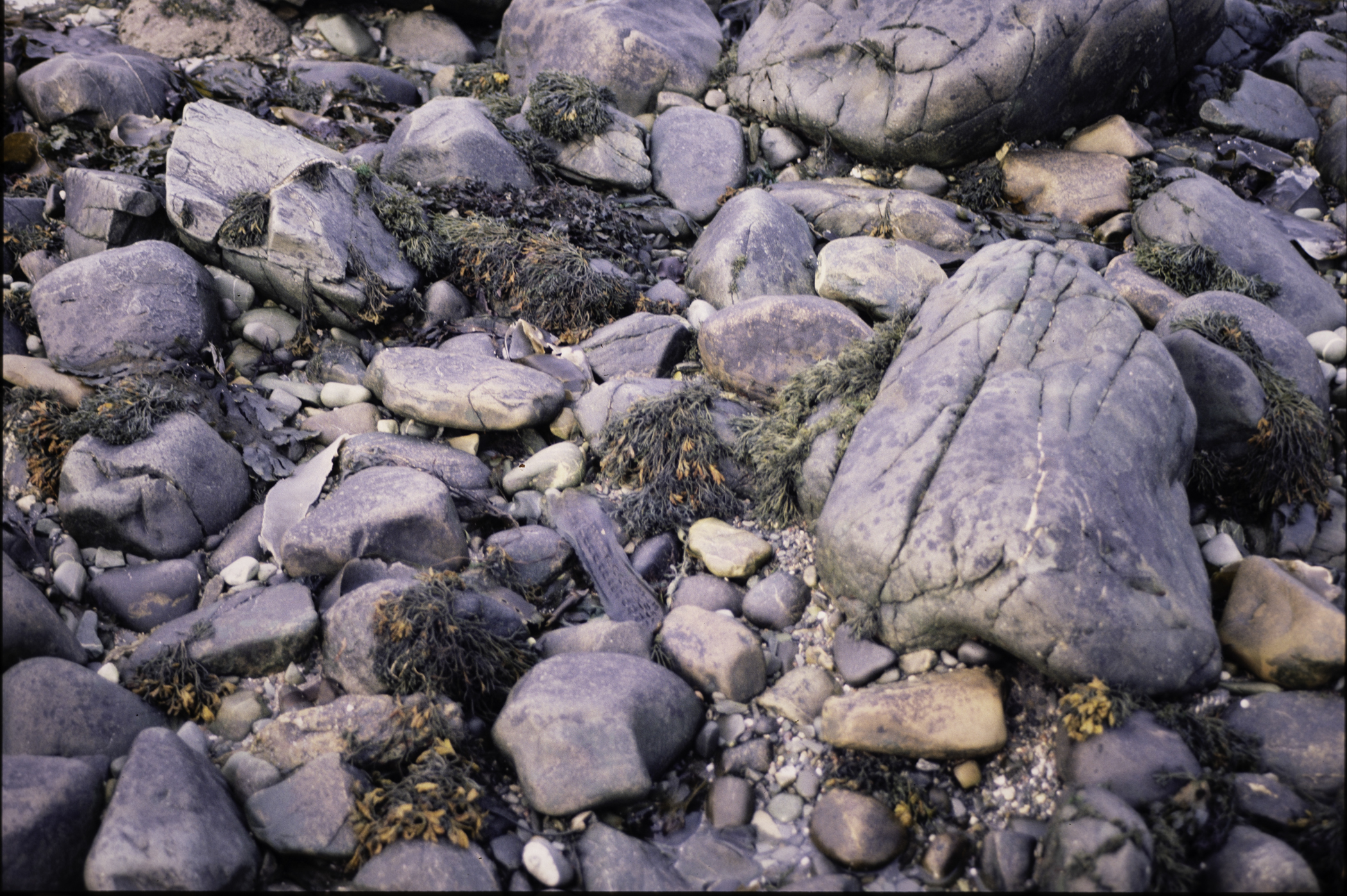 . Site: Mill Quarter Bay (boulders), Strangford Lough. 