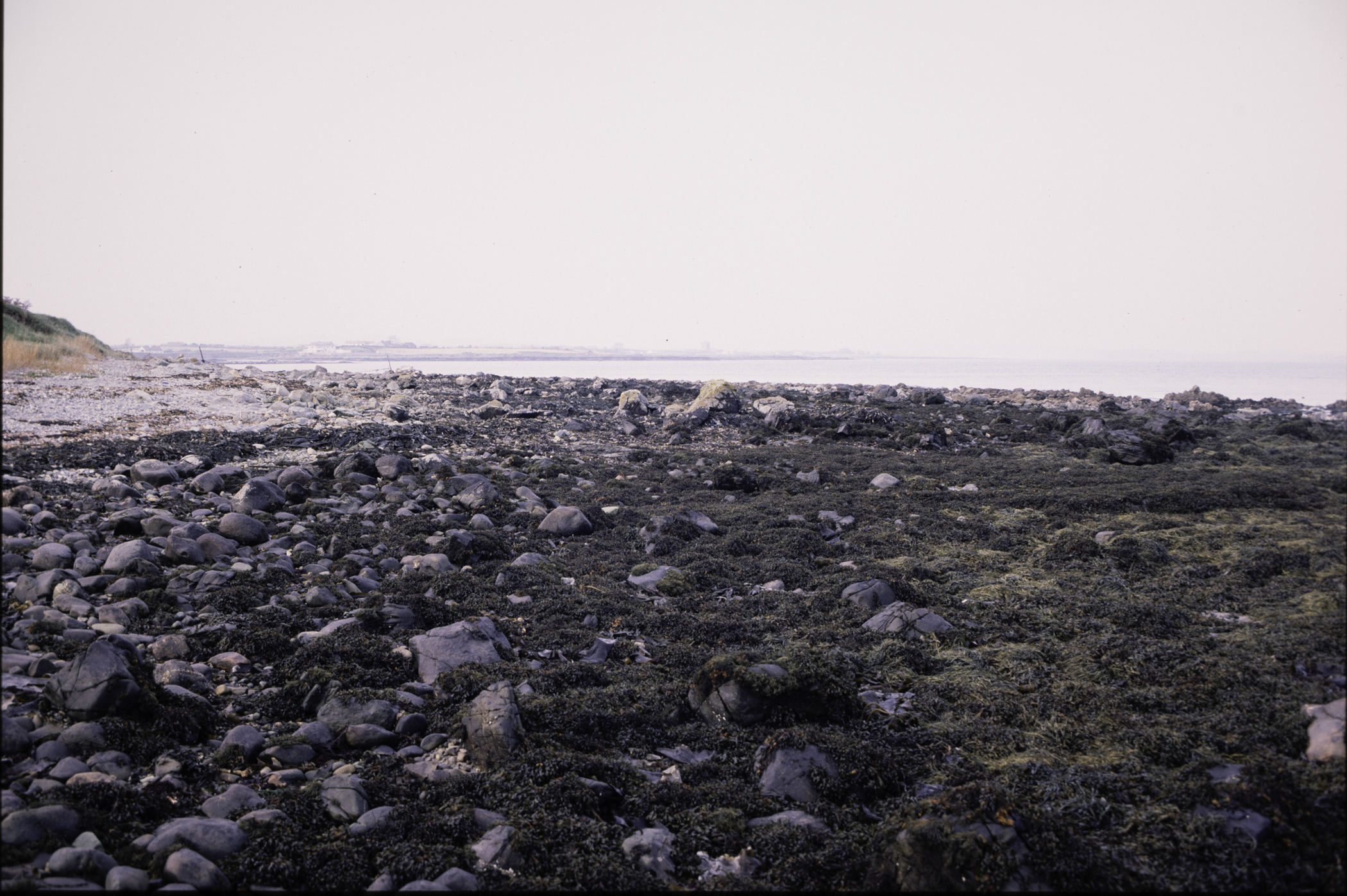 . Site: Mill Quarter Bay (boulders), Strangford Lough. 