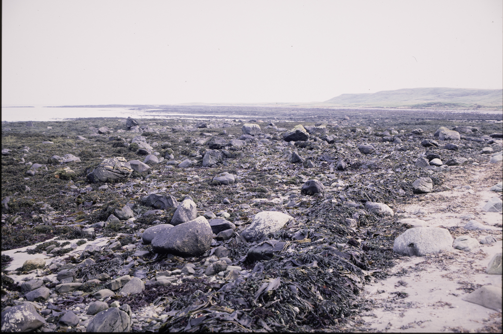 . Site: Mill Quarter Bay (boulders), Strangford Lough. 