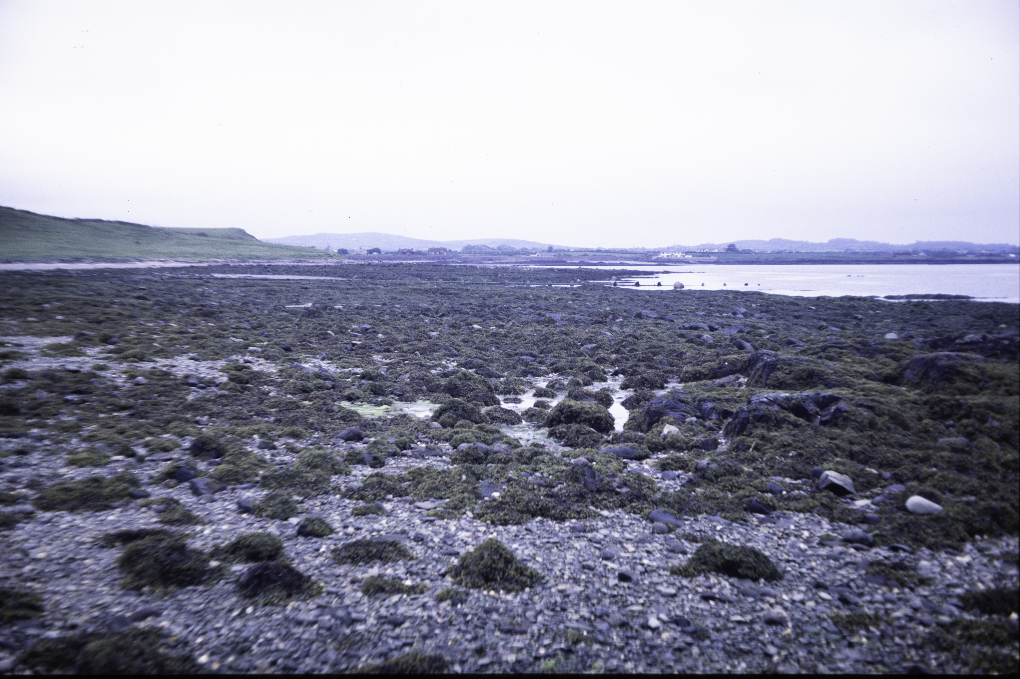 . Site: Mill Quarter Bay (boulders), Strangford Lough. 