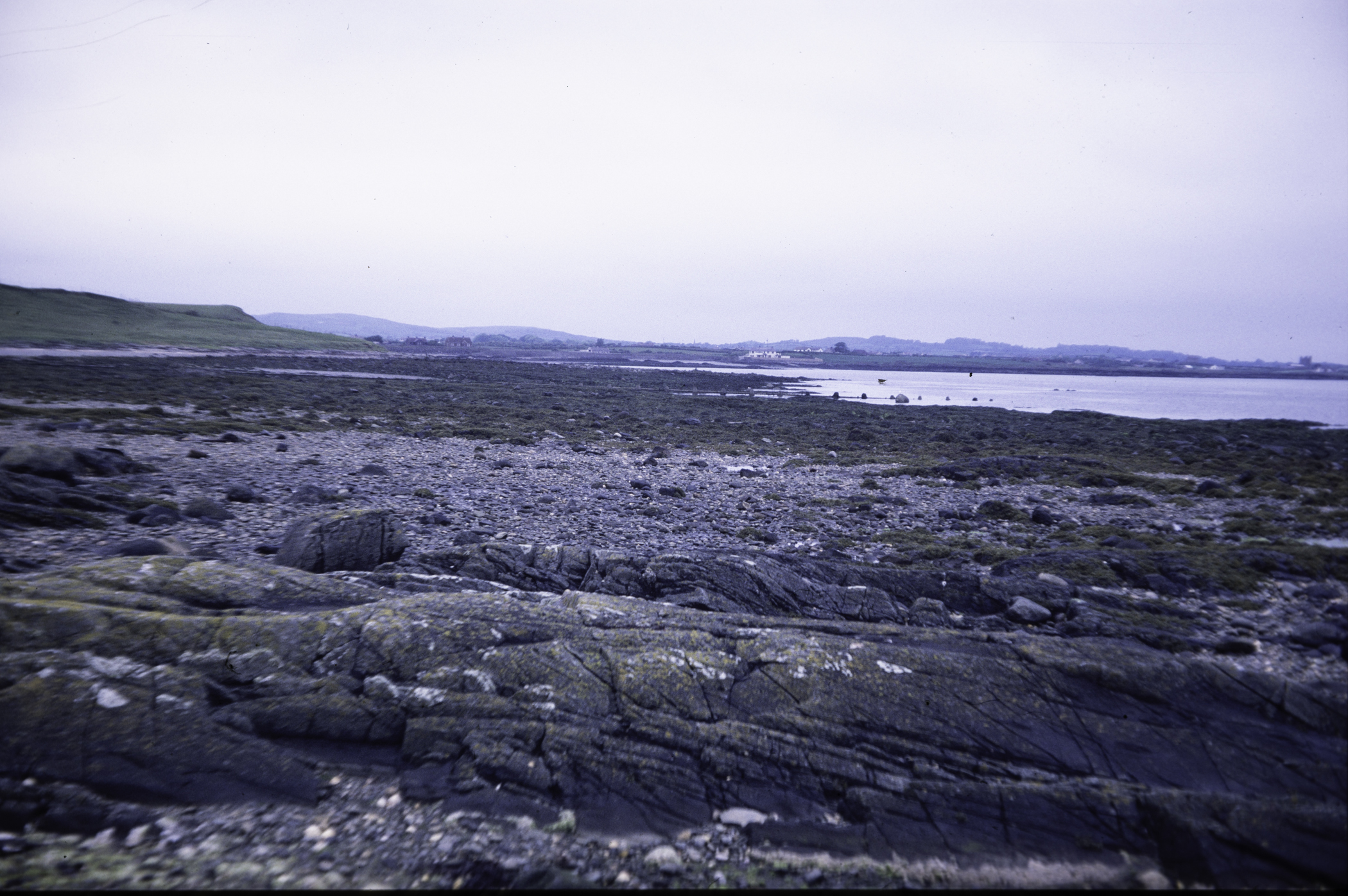 . Site: Mill Quarter Bay (boulders), Strangford Lough. 