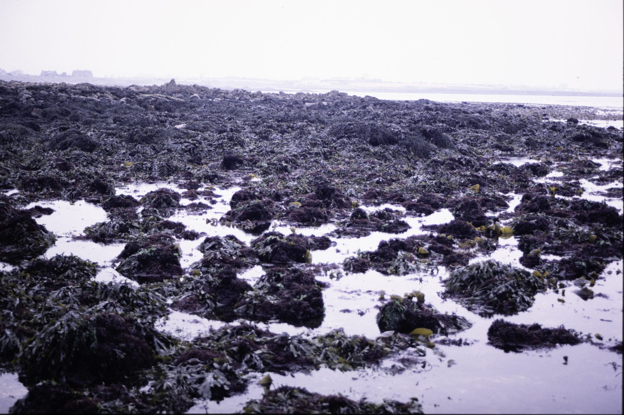 . Site: Mill Quarter Bay (boulders), Strangford Lough. 