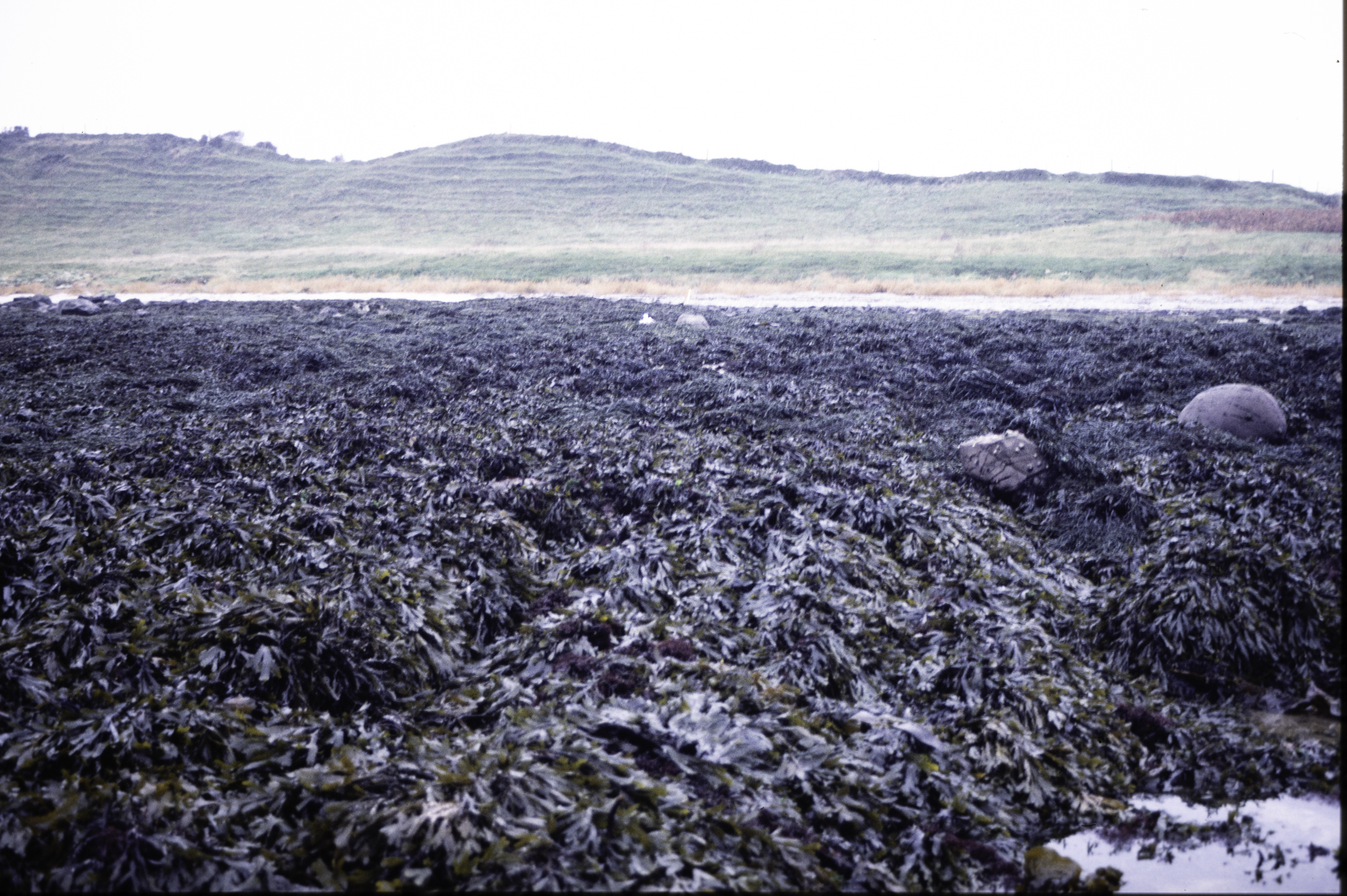 . Site: Mill Quarter Bay (boulders), Strangford Lough. 