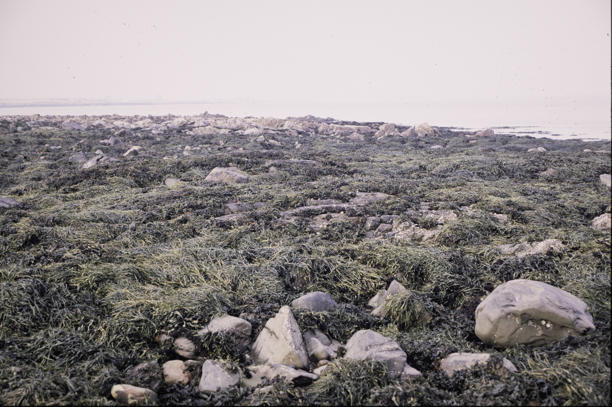 . Site: Mill Quarter Bay (boulders), Strangford Lough. 