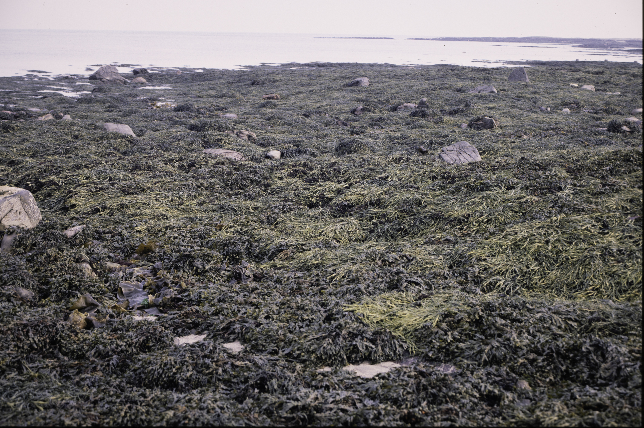 . Site: Mill Quarter Bay (boulders), Strangford Lough. 