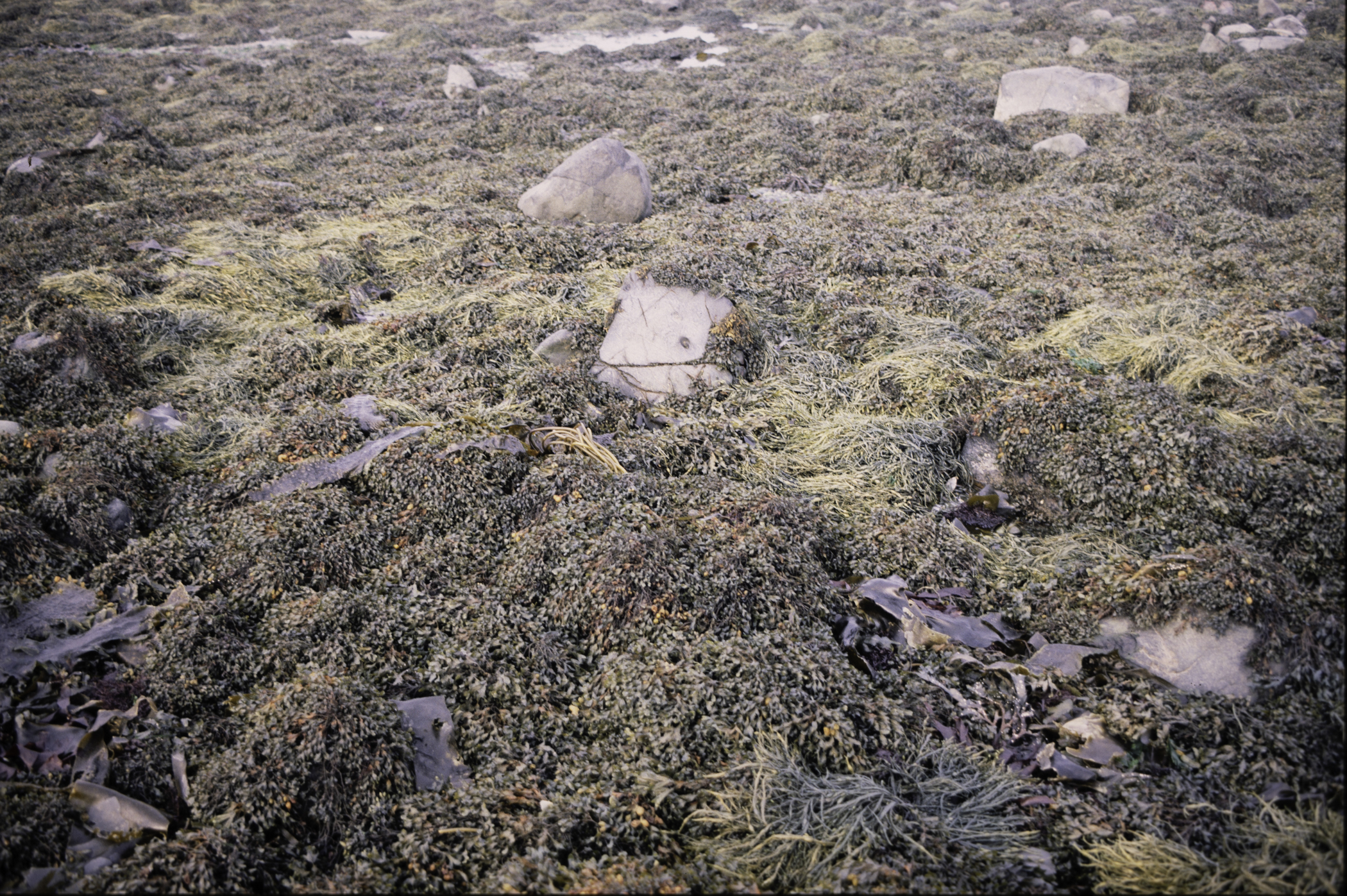 . Site: Mill Quarter Bay (boulders), Strangford Lough. 