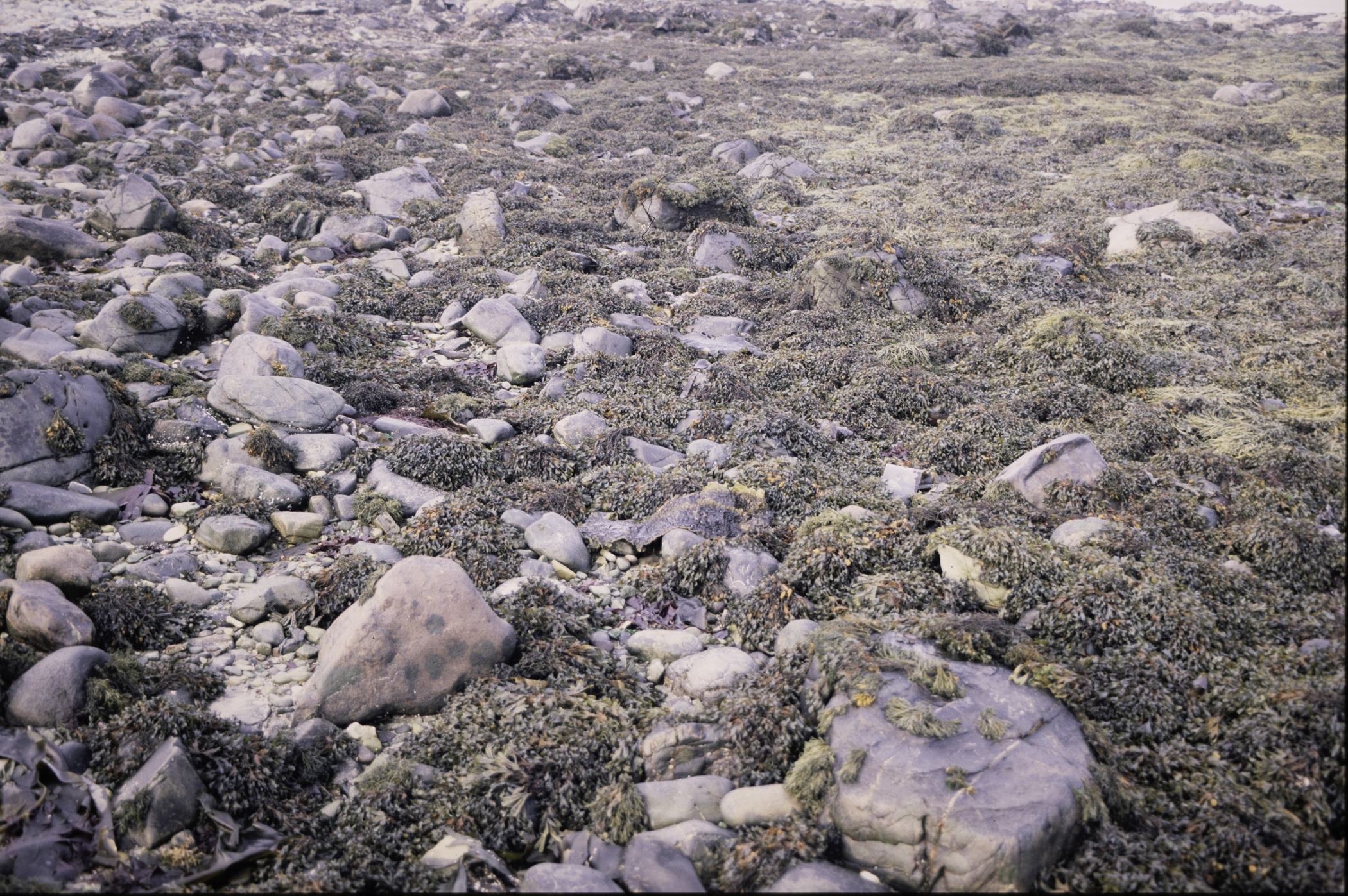 . Site: Mill Quarter Bay (boulders), Strangford Lough. 