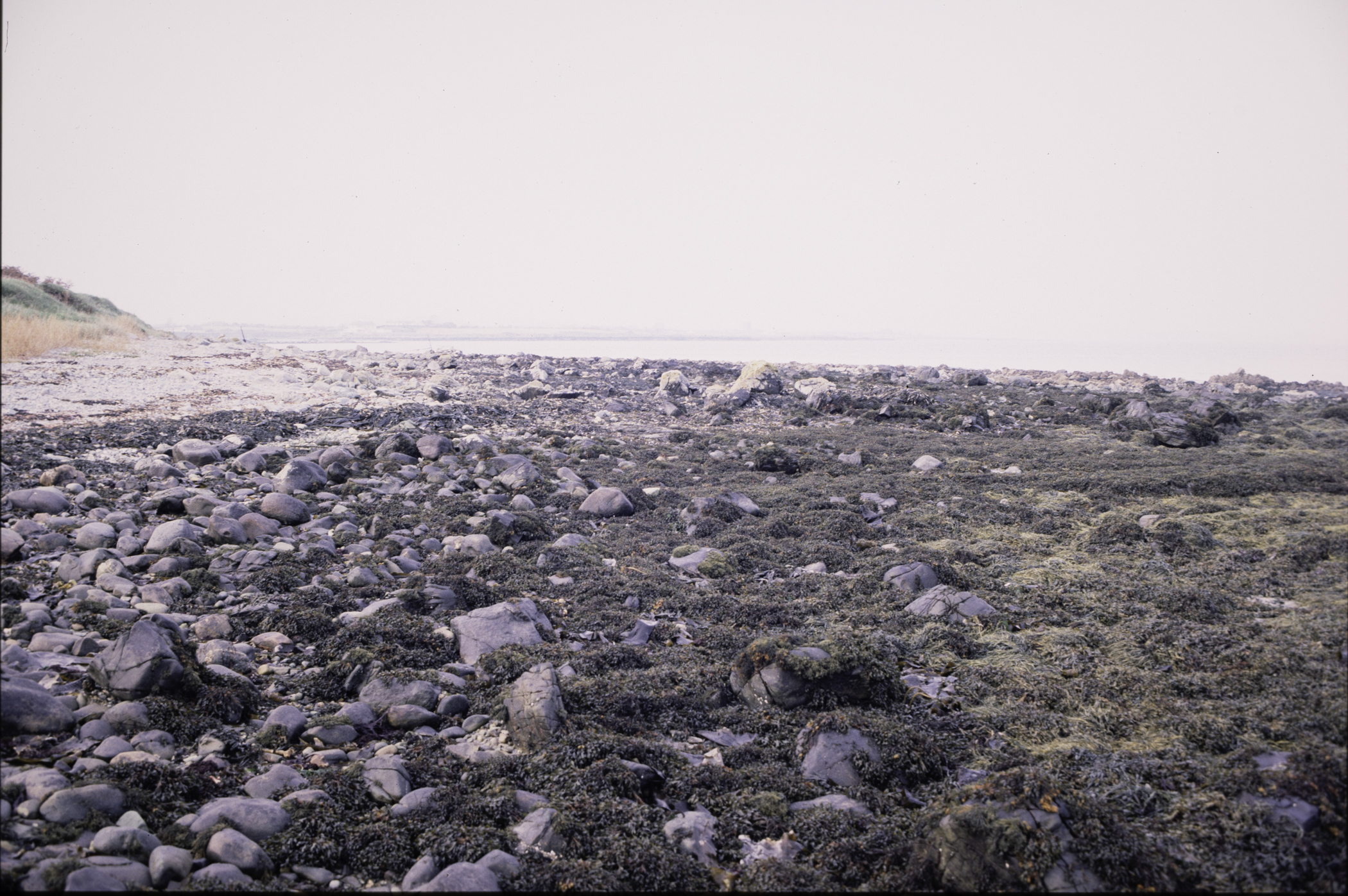 . Site: Mill Quarter Bay (boulders), Strangford Lough. 