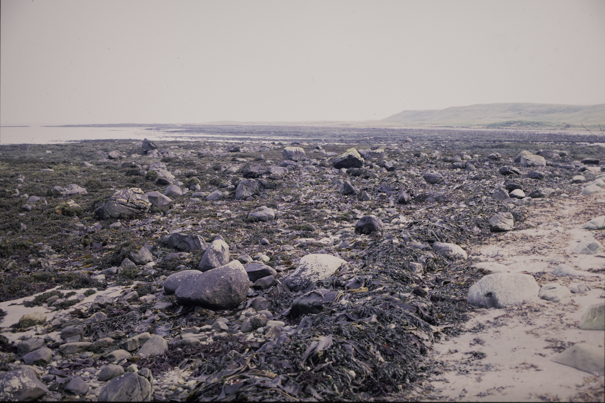 . Site: Mill Quarter Bay (boulders), Strangford Lough. 