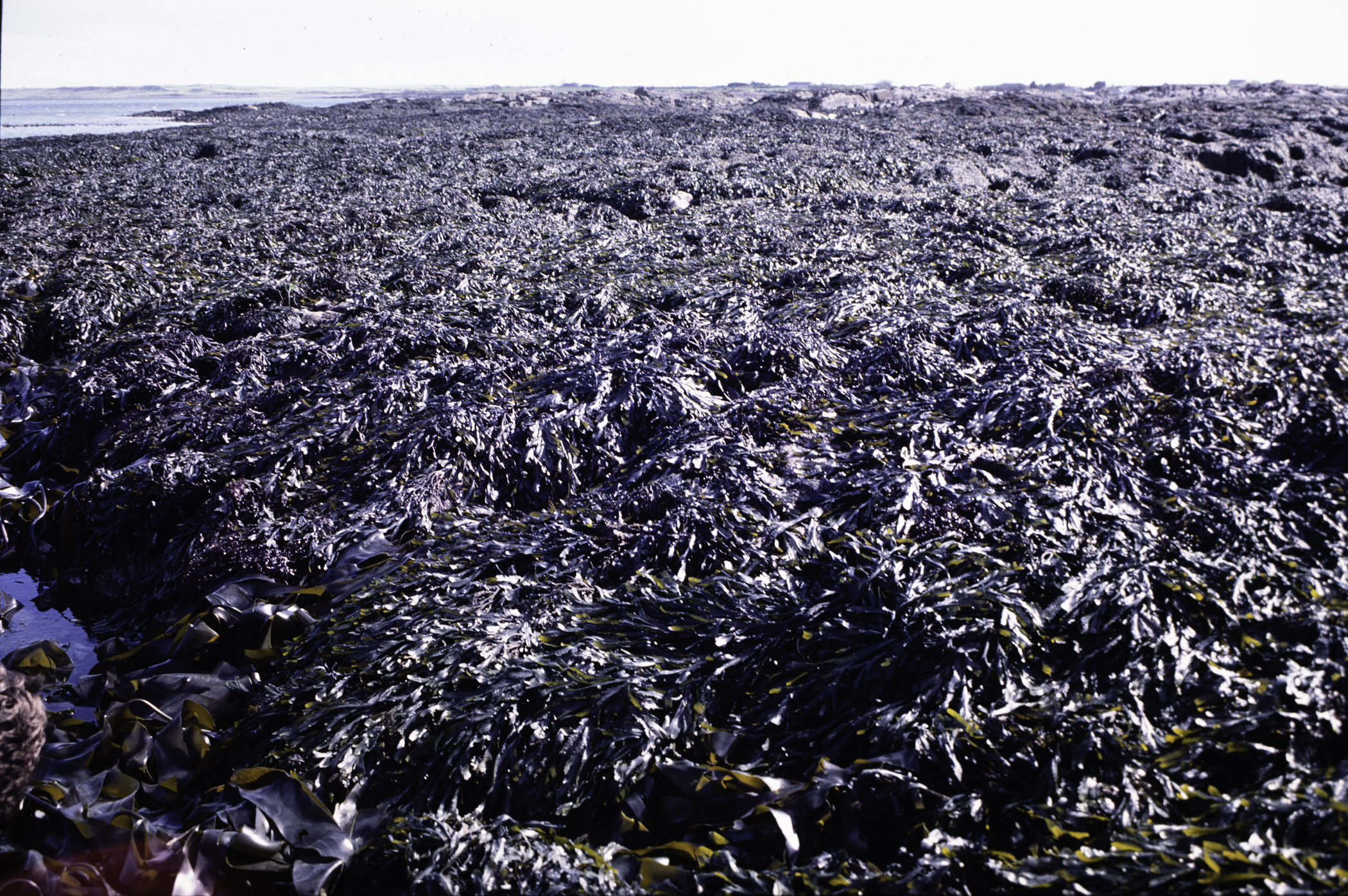 . Site: Kilclief Point, Strangford Lough. 