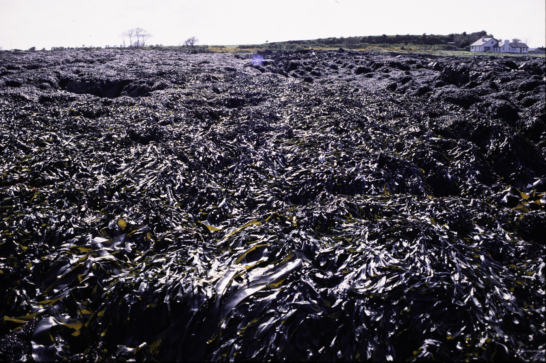 . Site: Kilclief Point, Strangford Lough. 