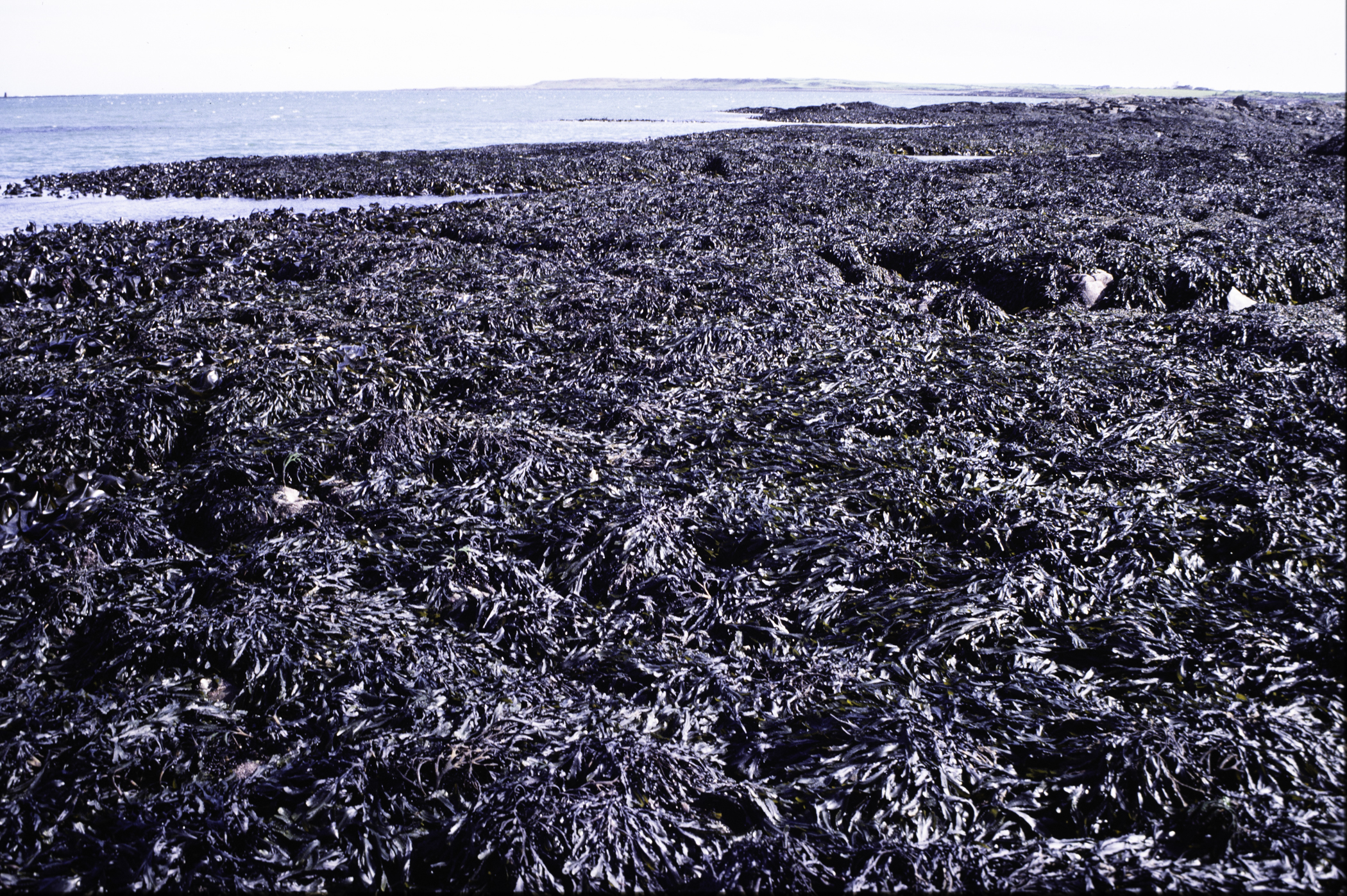 . Site: Kilclief Point, Strangford Lough. 