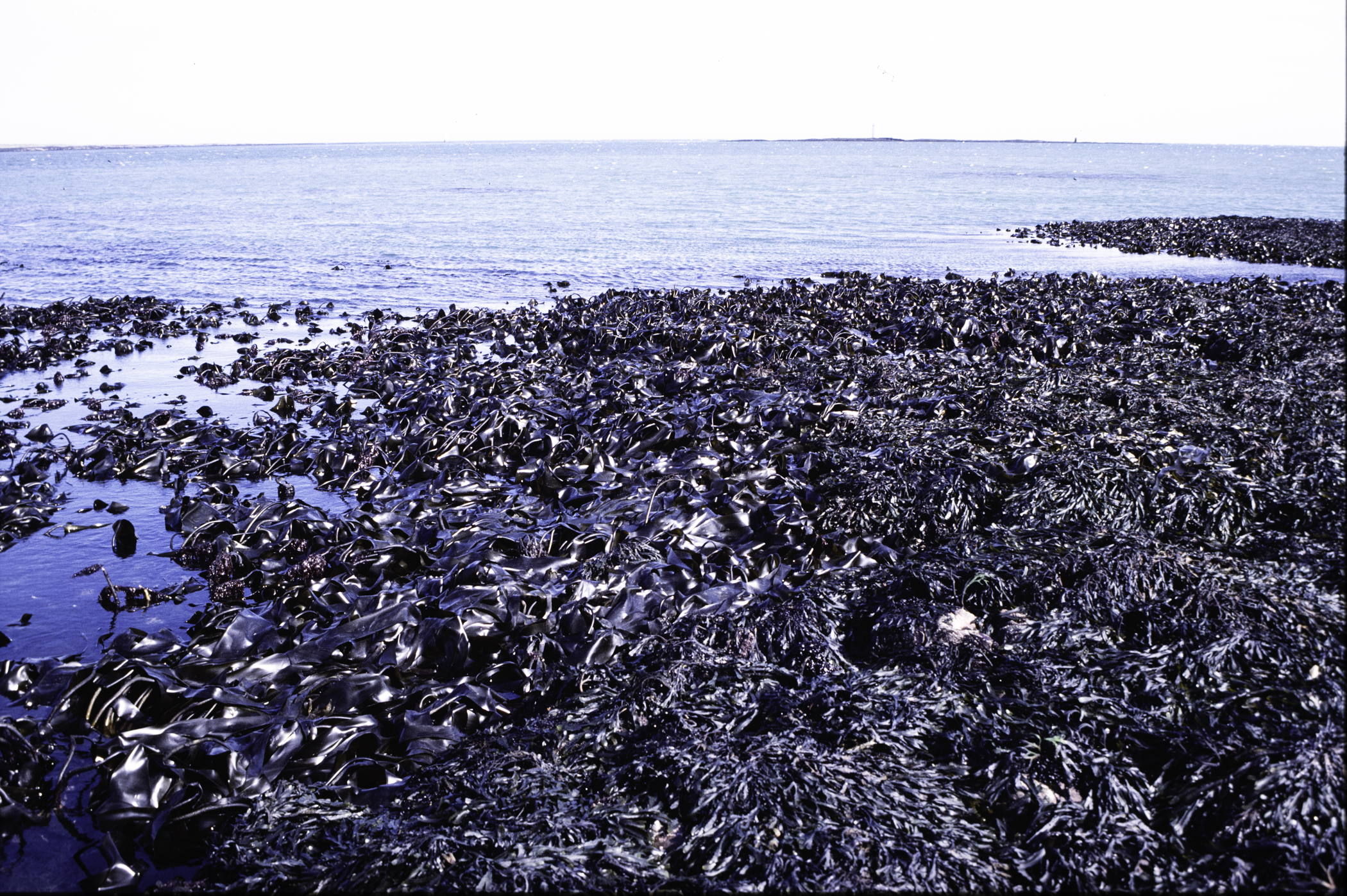 . Site: Kilclief Point, Strangford Lough. 