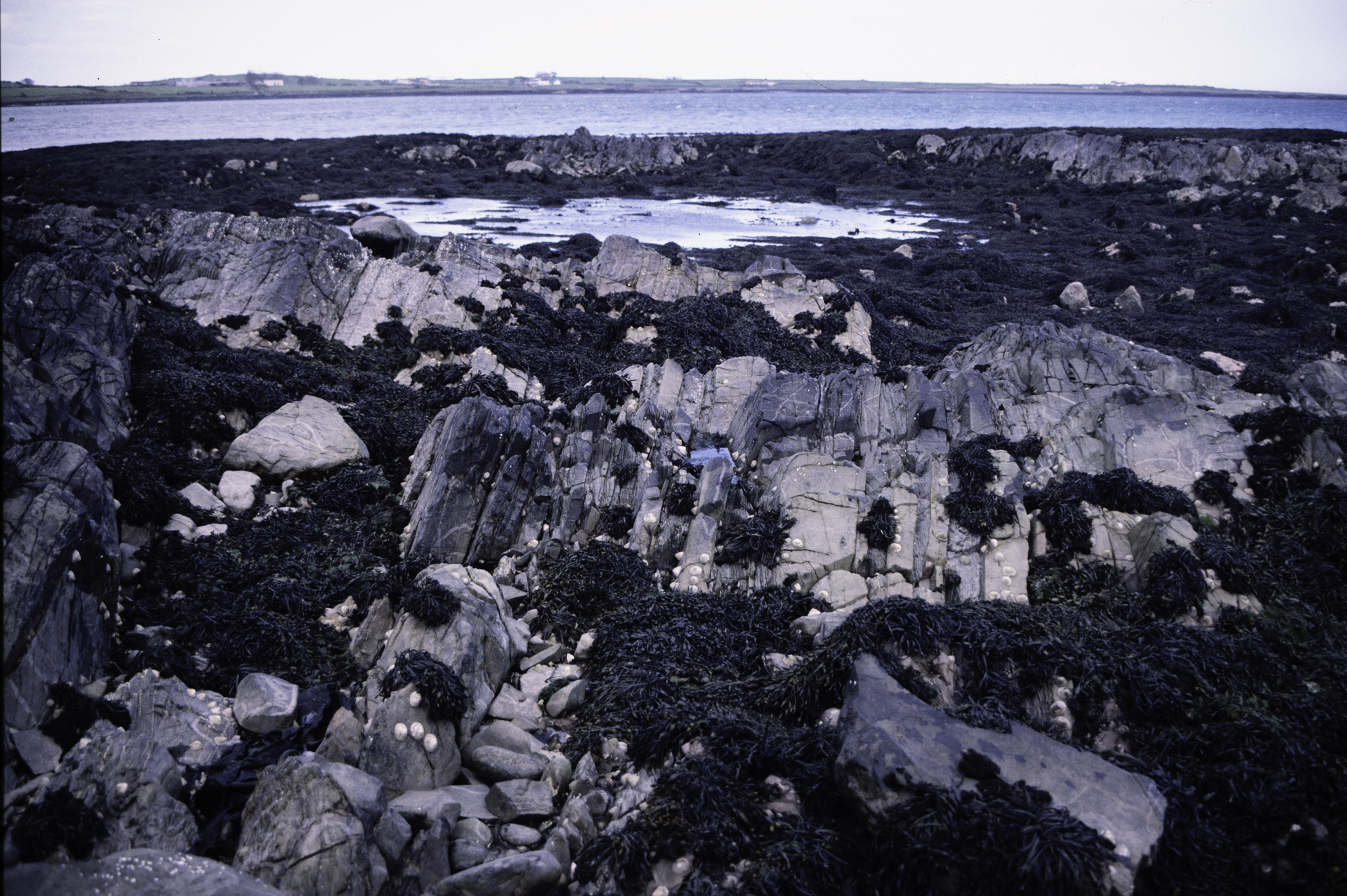 . Site: Kilclief Point, Strangford Lough. 