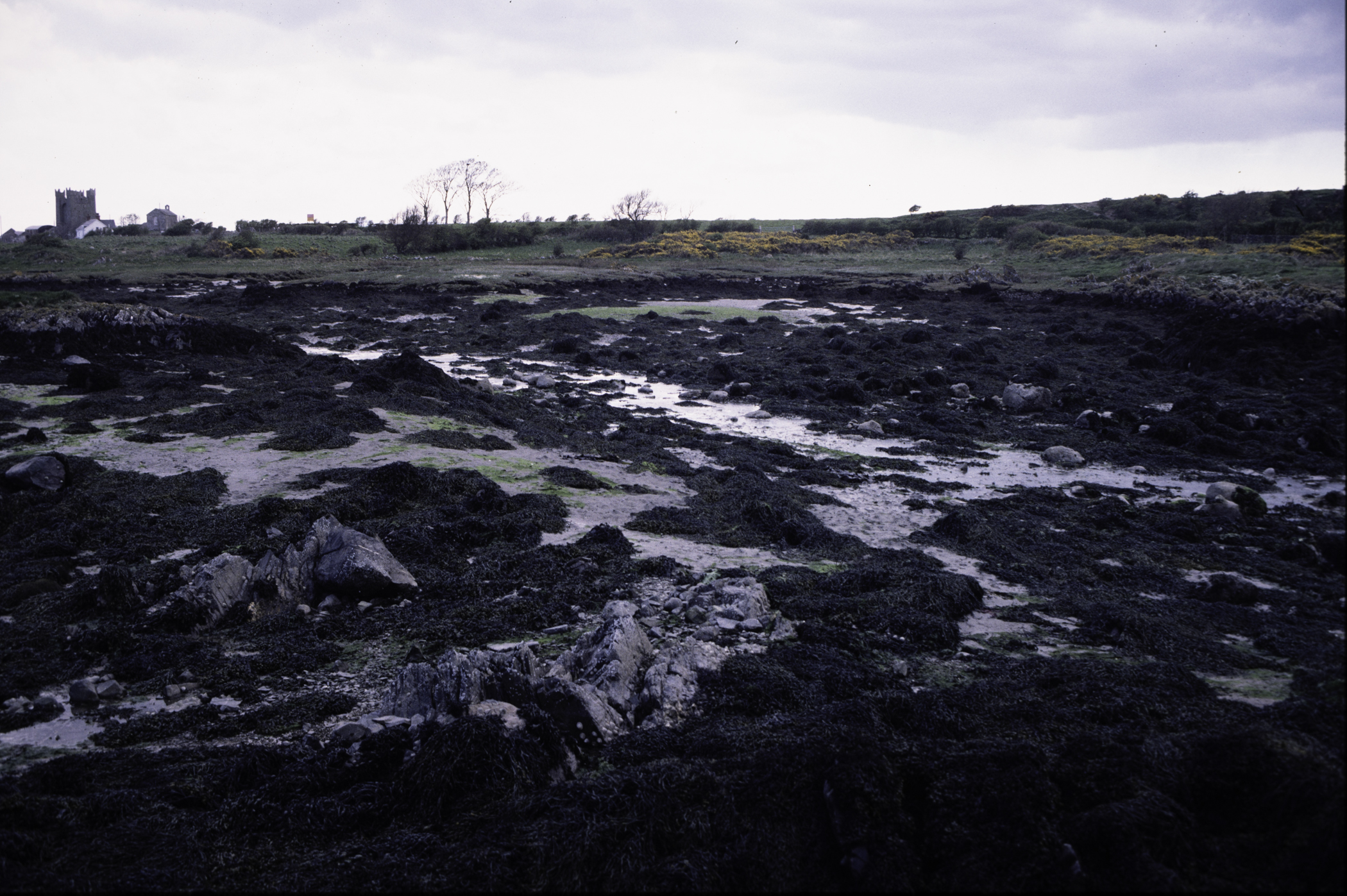 . Site: Kilclief Point, Strangford Lough. 