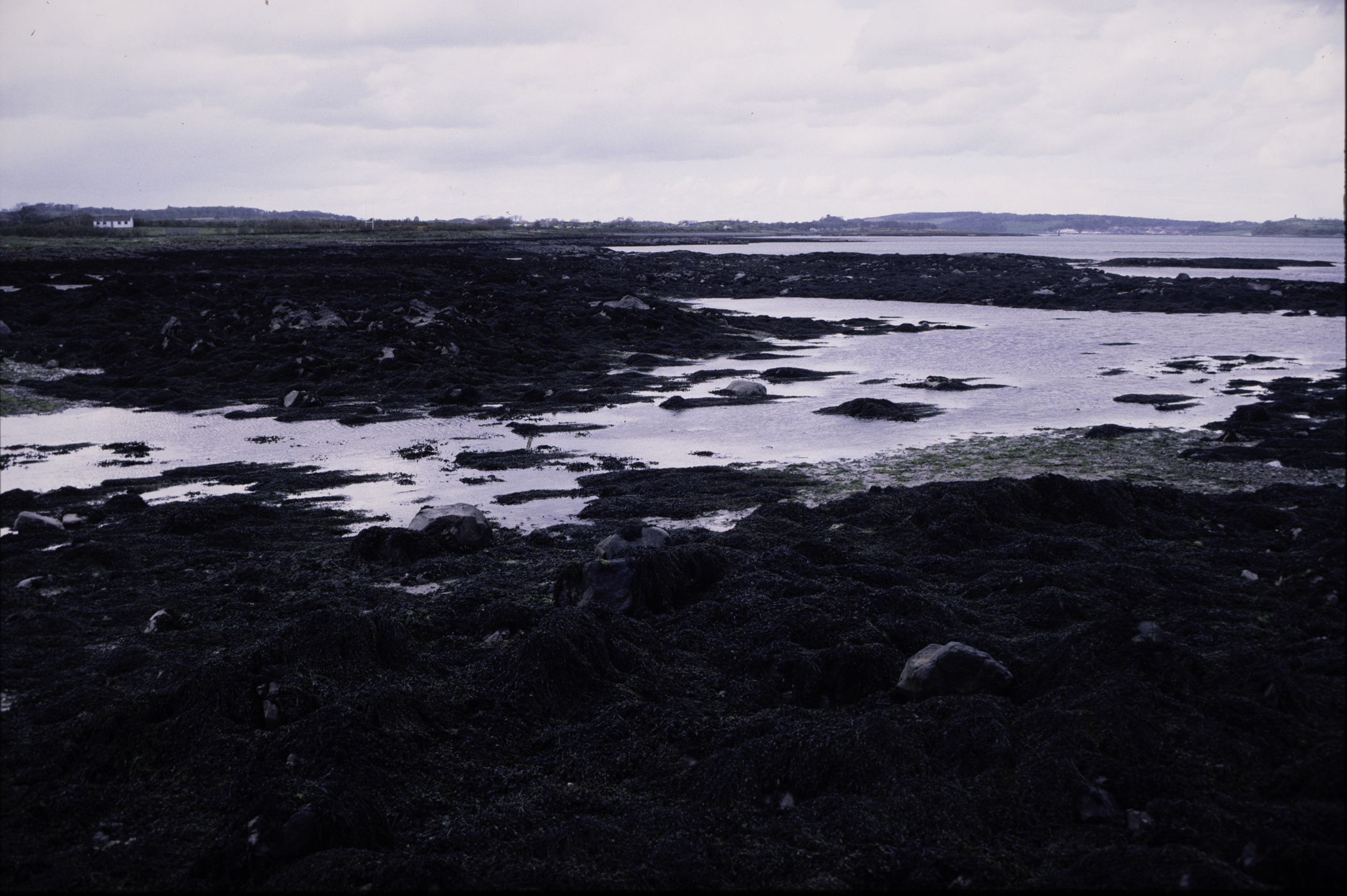 . Site: Kilclief Point, Strangford Lough. 