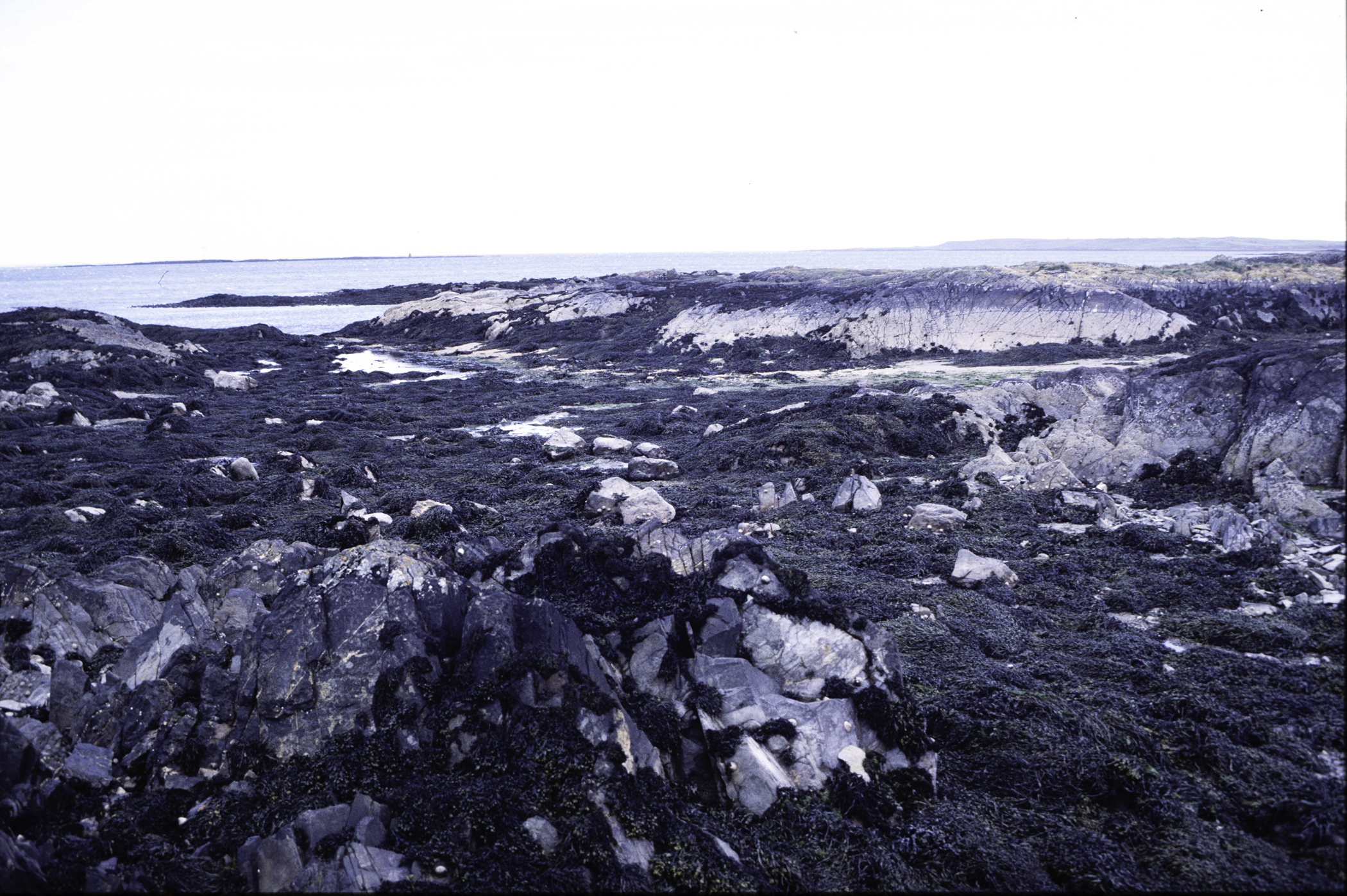 . Site: Kilclief Point, Strangford Lough. 