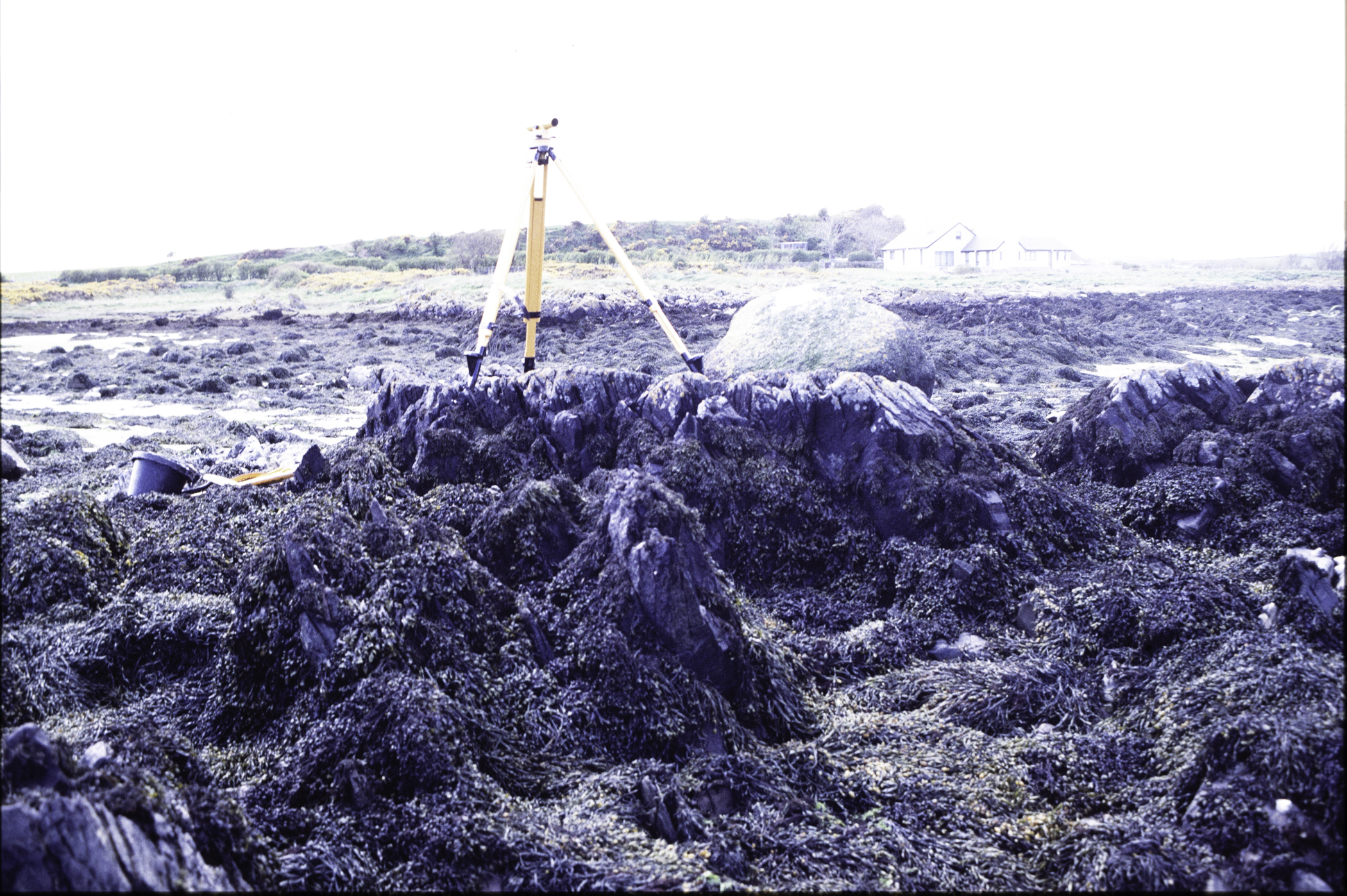 . Site: Kilclief Point, Strangford Lough. 