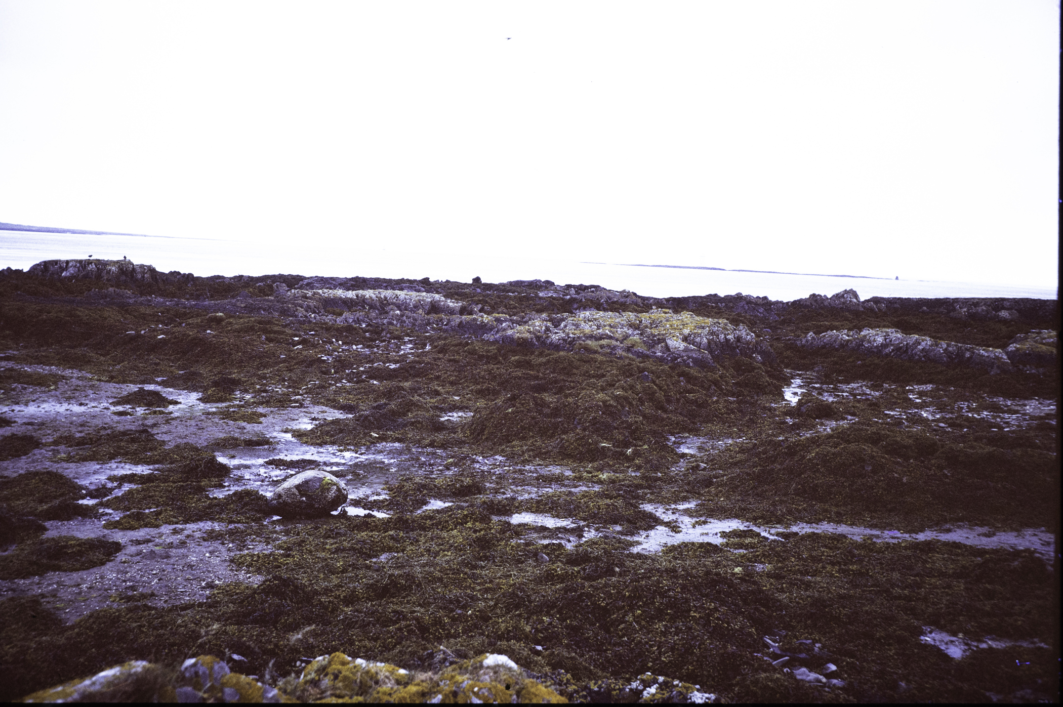 . Site: Kilclief Point, Strangford Lough. 