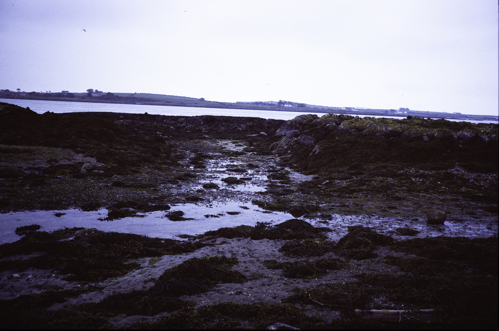 . Site: Kilclief Point, Strangford Lough. 