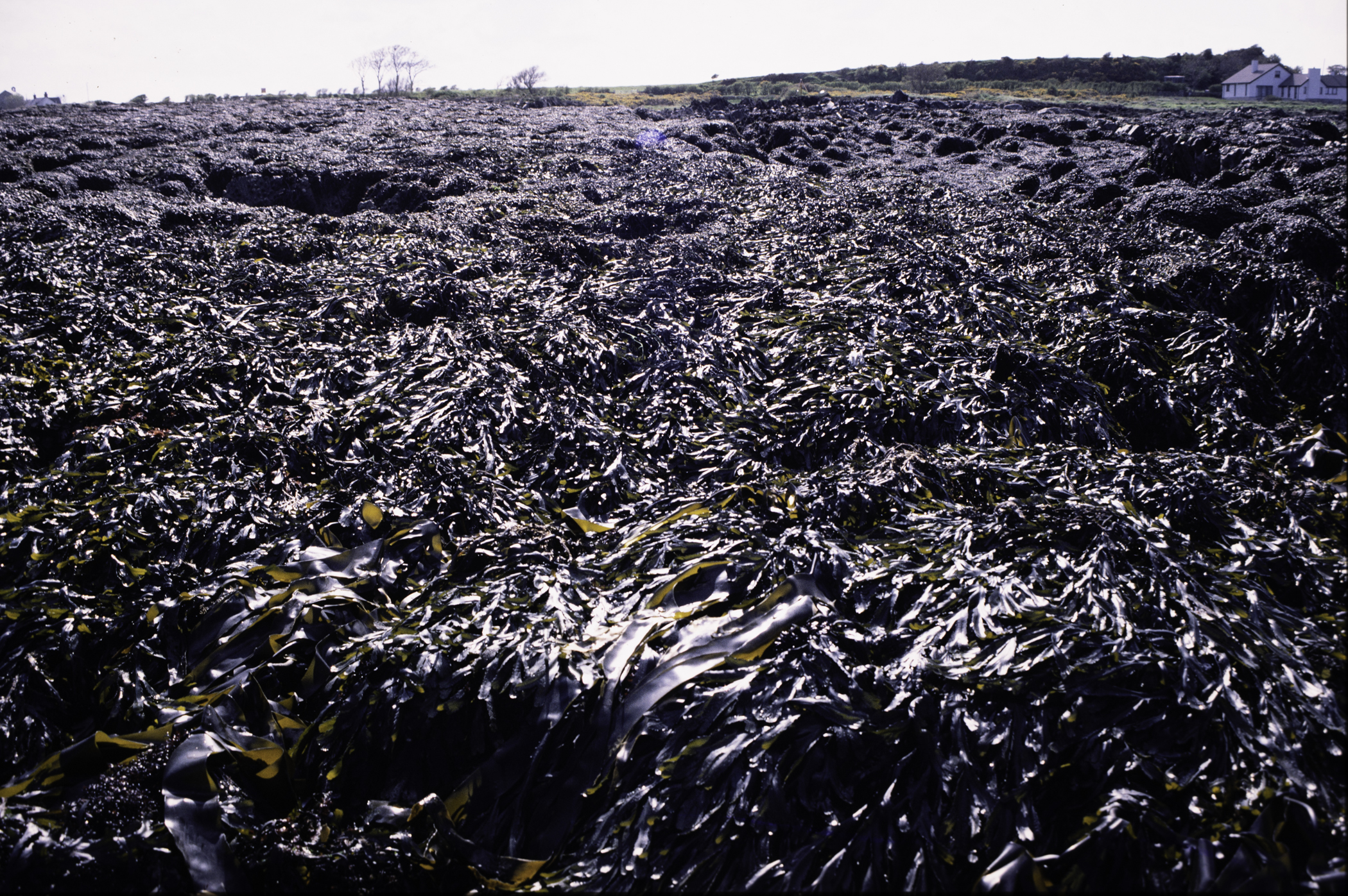 . Site: Kilclief Point, Strangford Lough. 