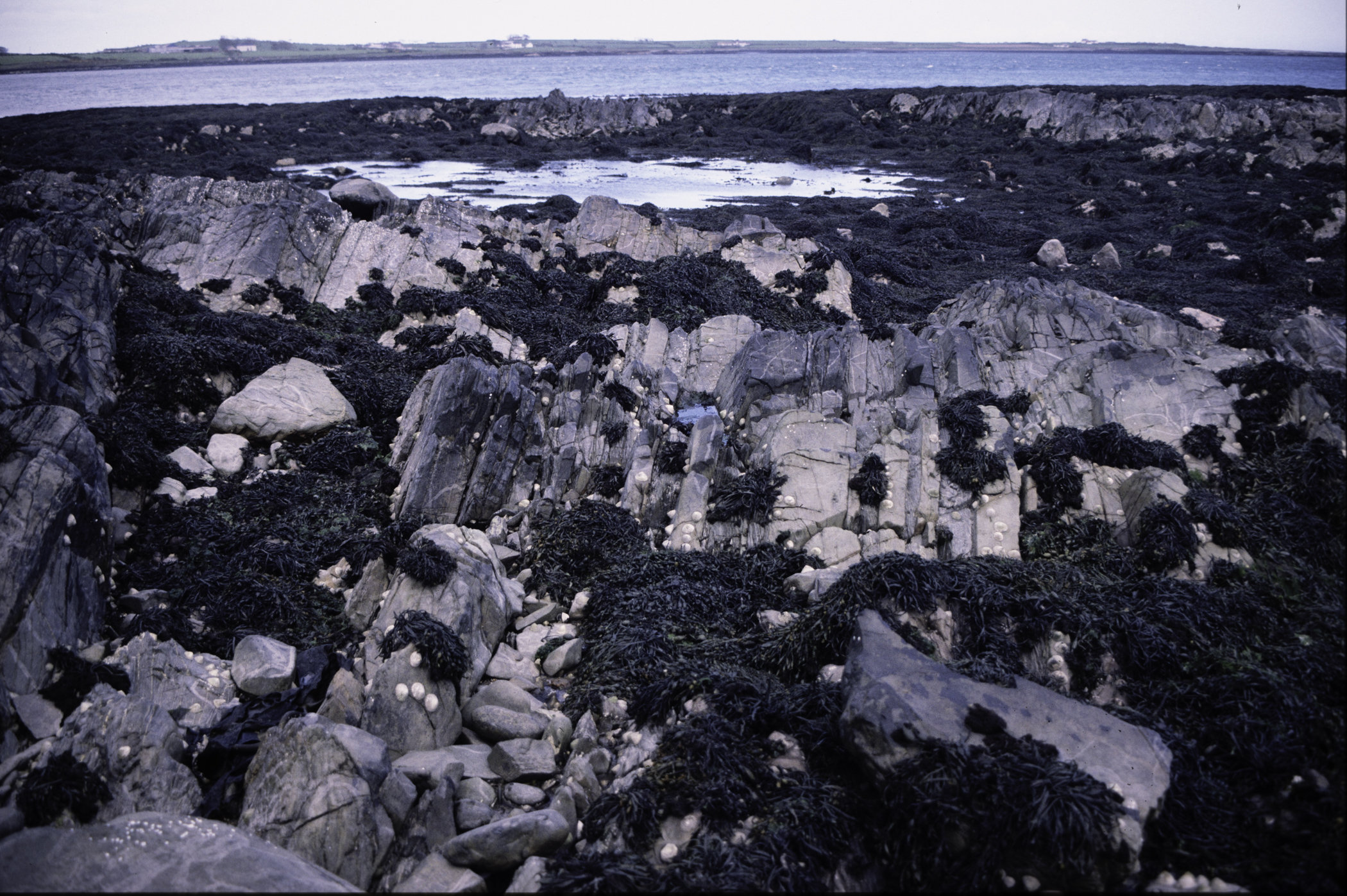 . Site: Kilclief Point, Strangford Lough. 