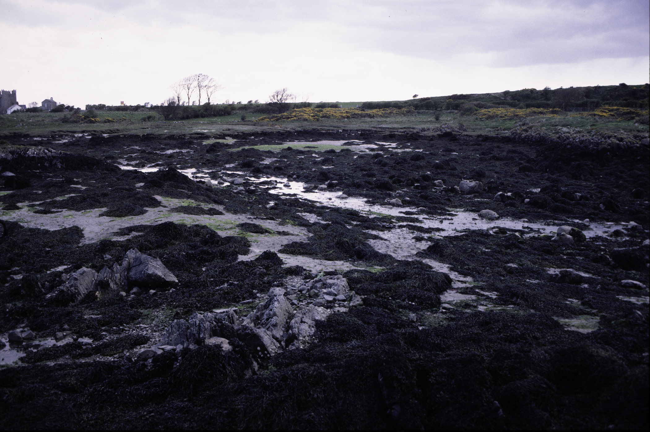 . Site: Kilclief Point, Strangford Lough. 