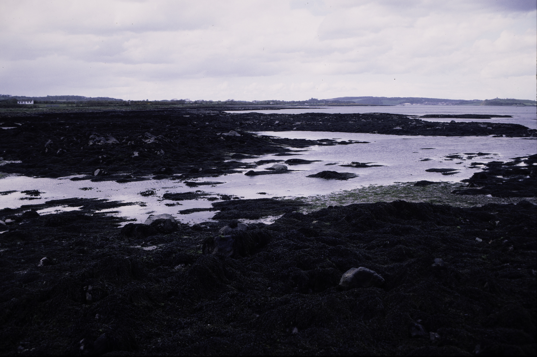 . Site: Kilclief Point, Strangford Lough. 