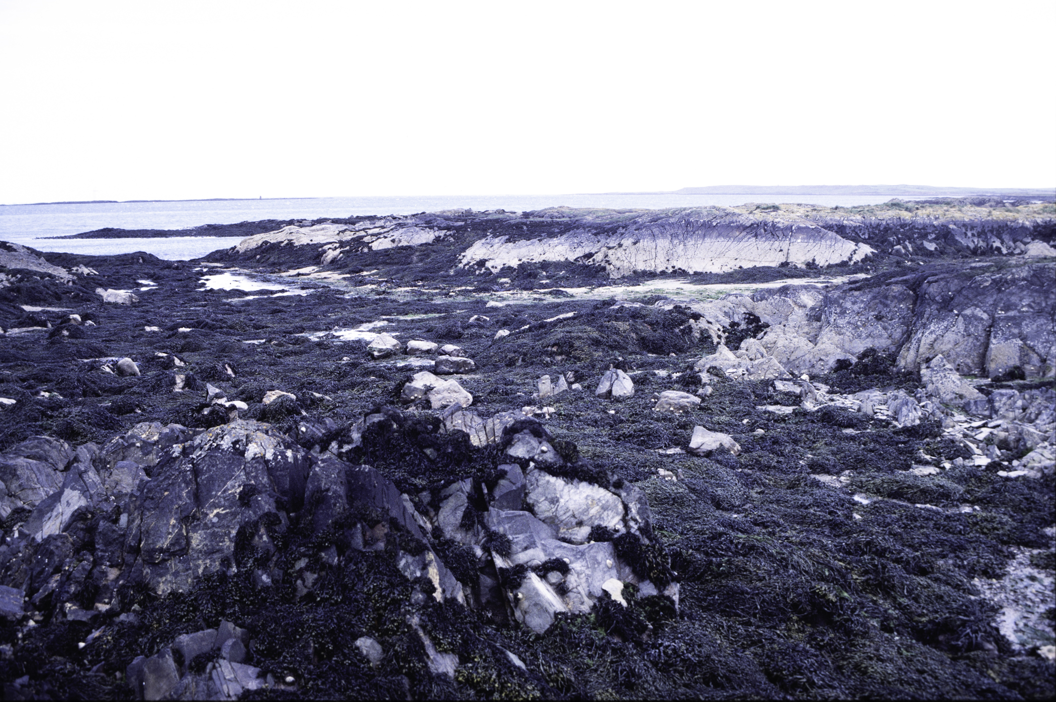 . Site: Kilclief Point, Strangford Lough. 