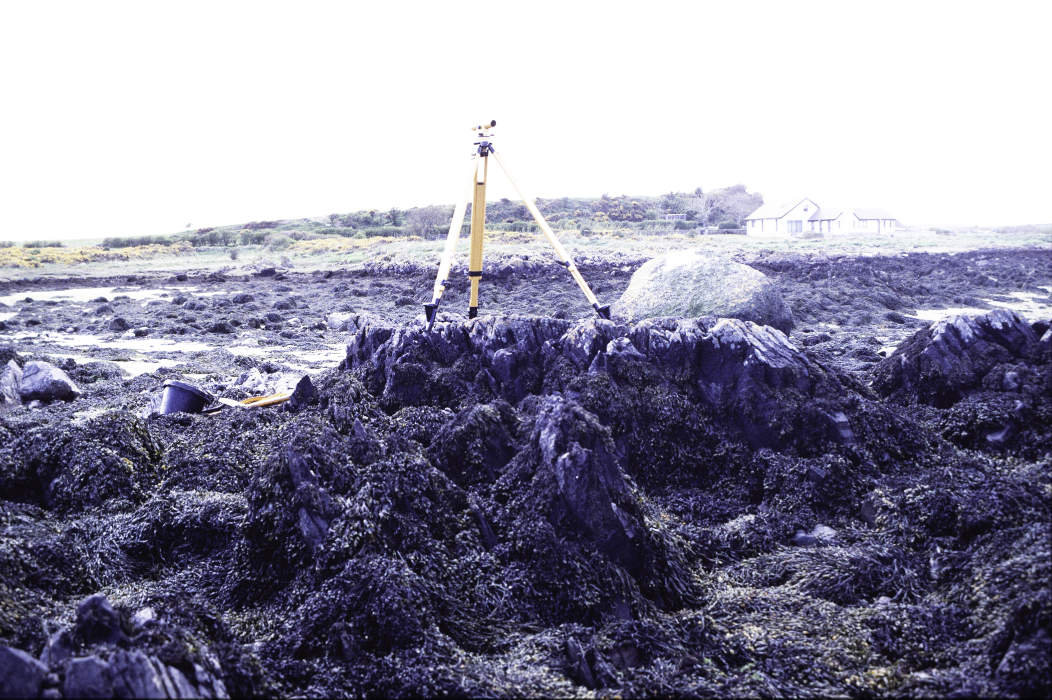 . Site: Kilclief Point, Strangford Lough. 