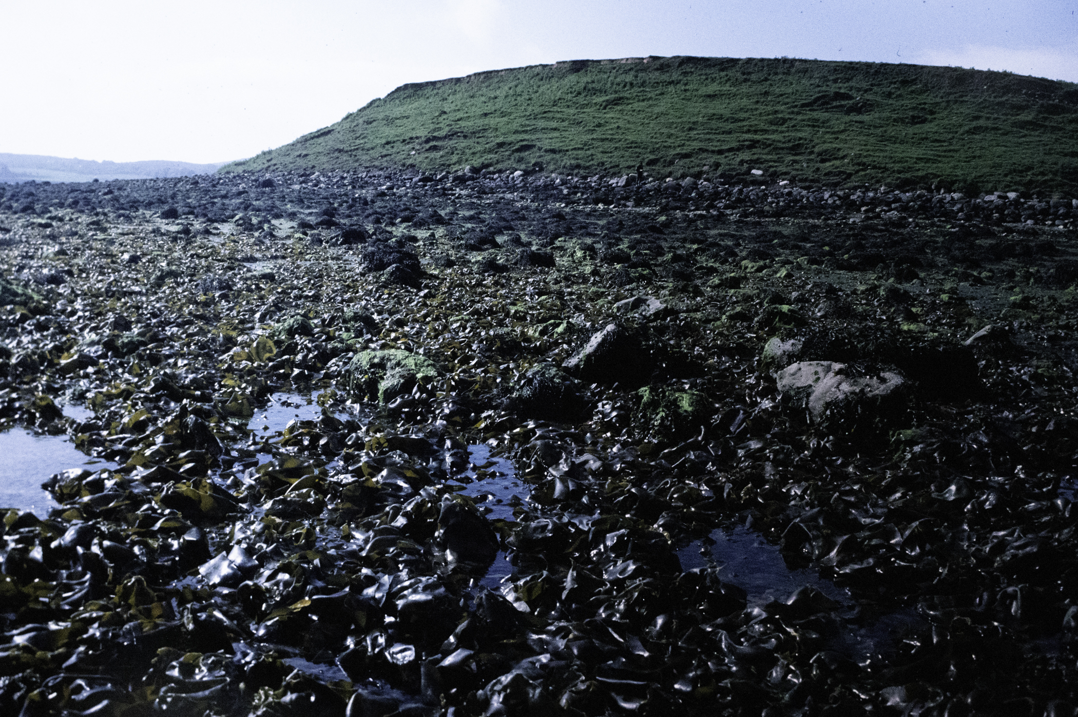 . Site: Green Island, Strangford Lough. 