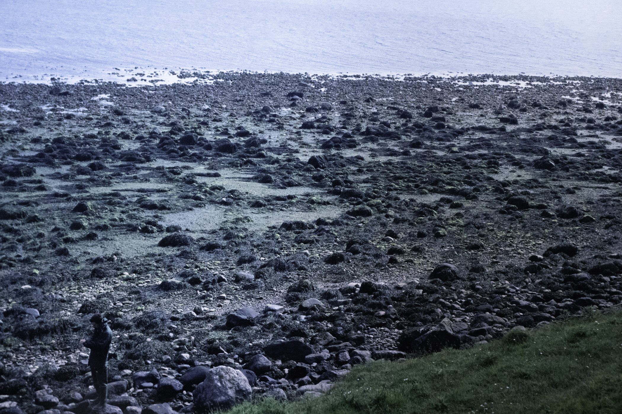 . Site: Green Island, Strangford Lough. 