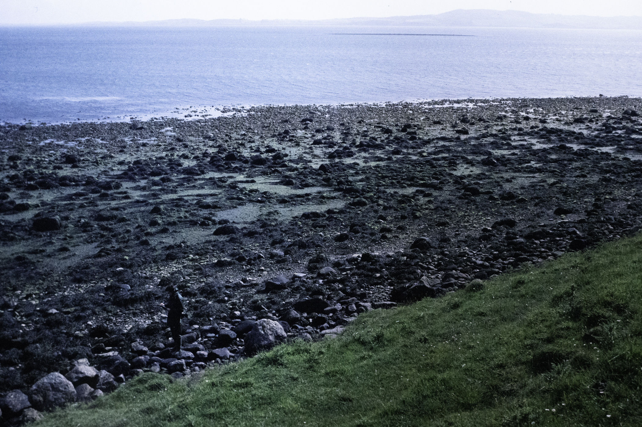 . Site: Green Island, Strangford Lough. 