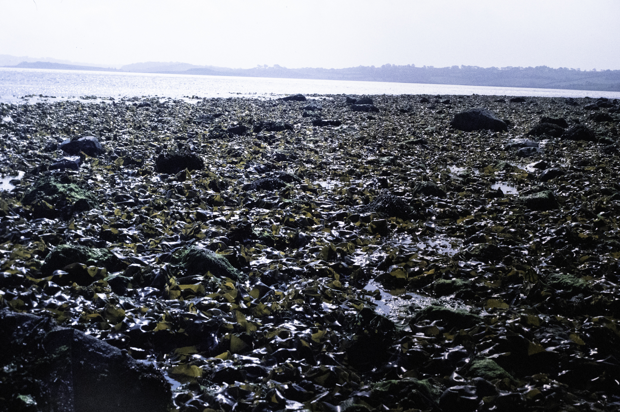 . Site: Green Island, Strangford Lough. 